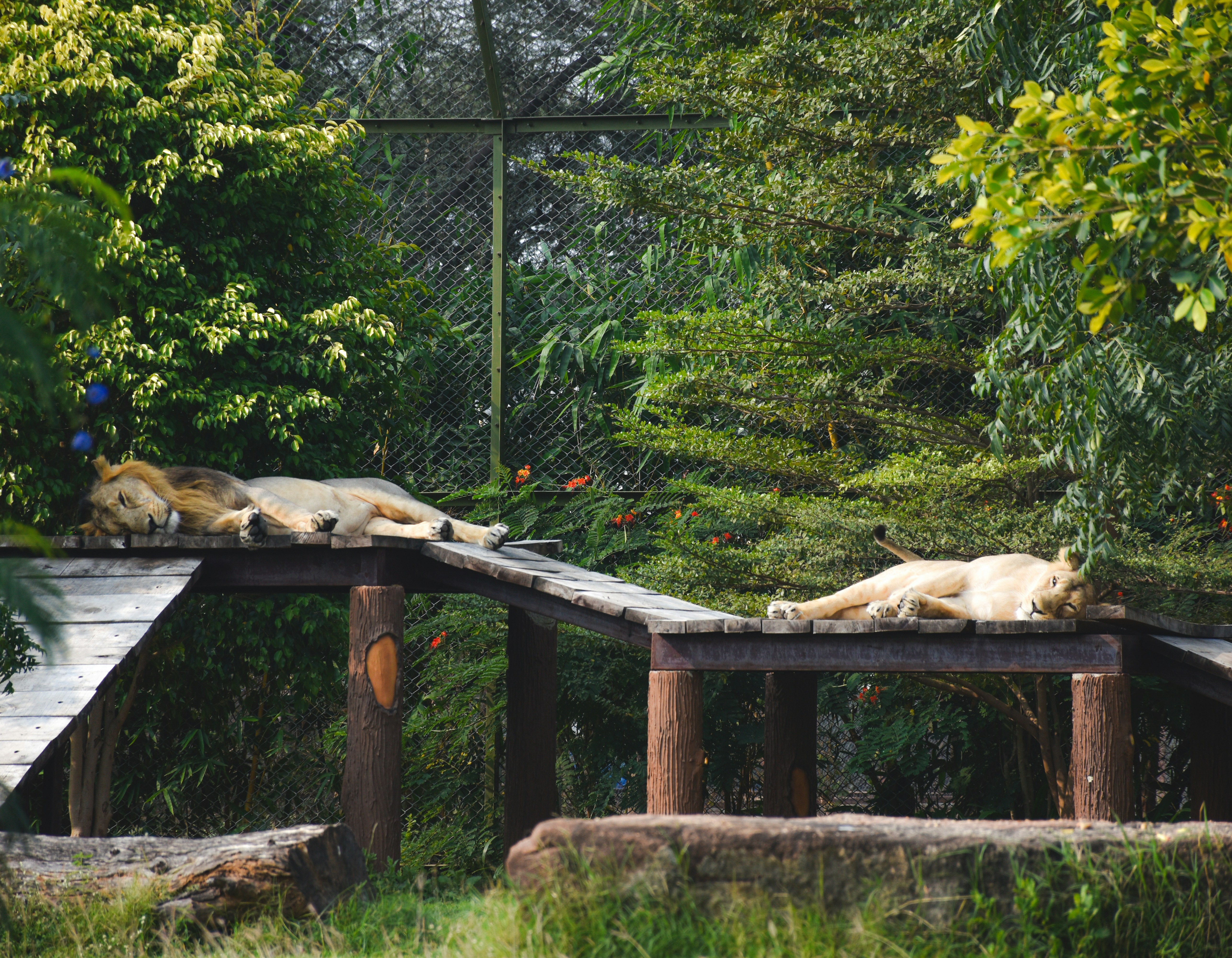 Zoo свит