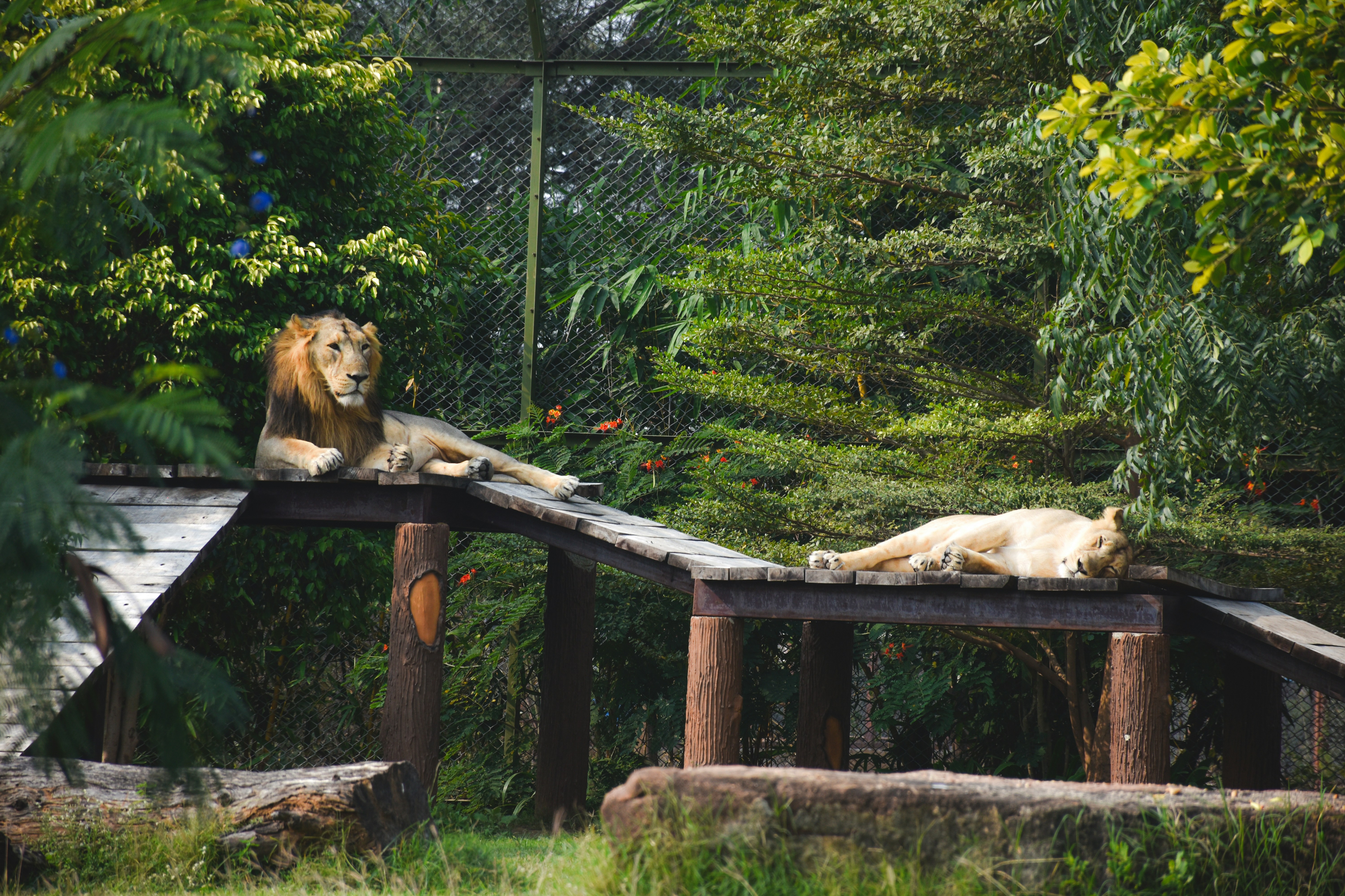 Lions Park