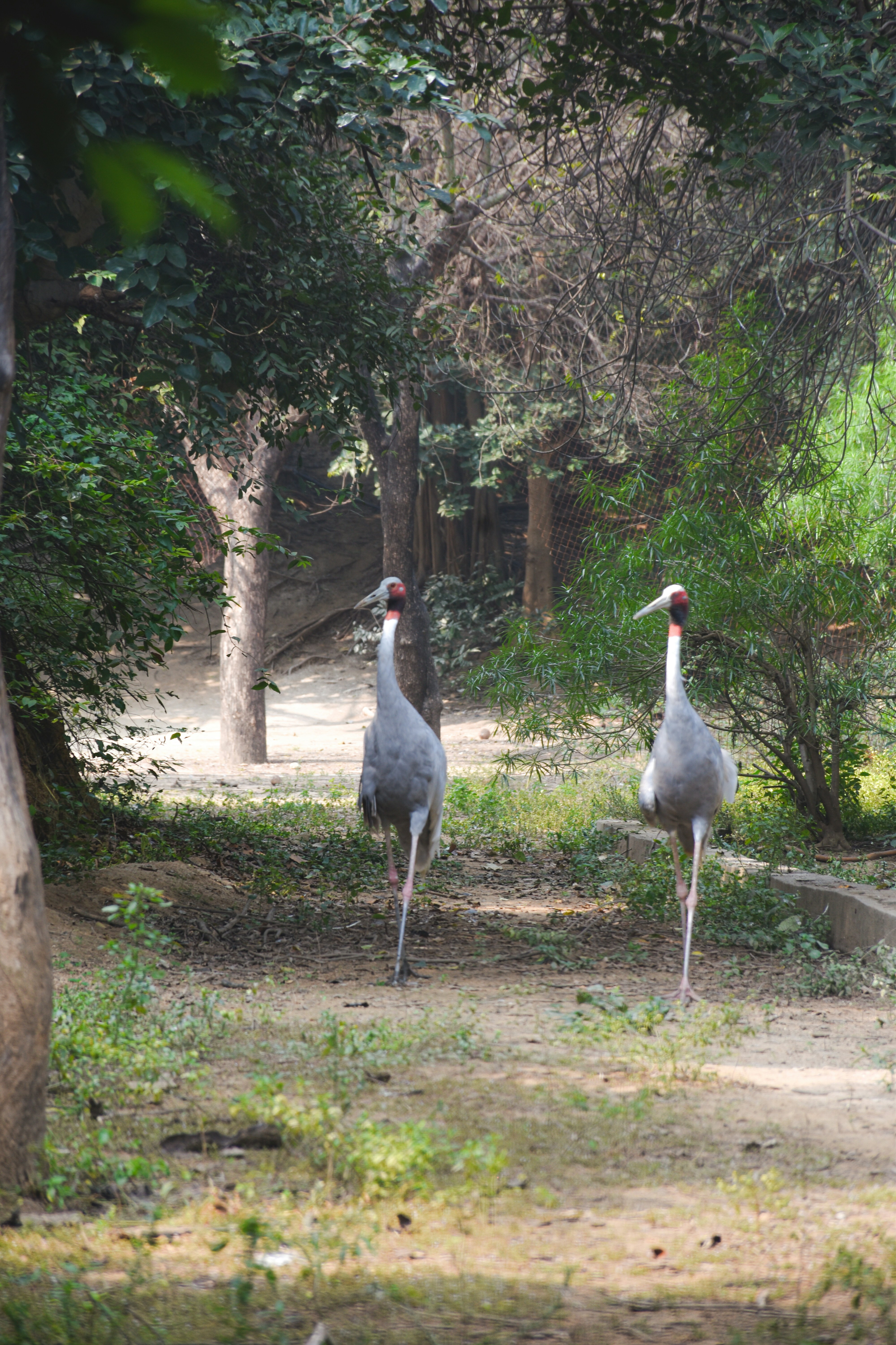 Zwei Kräne, die in einem bewaldeten Gebiet spazieren gehen
