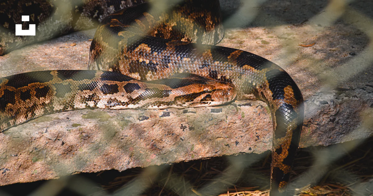Python Under Animal Two pythons resting on a rock photo – Free Animal Image on Unsplash