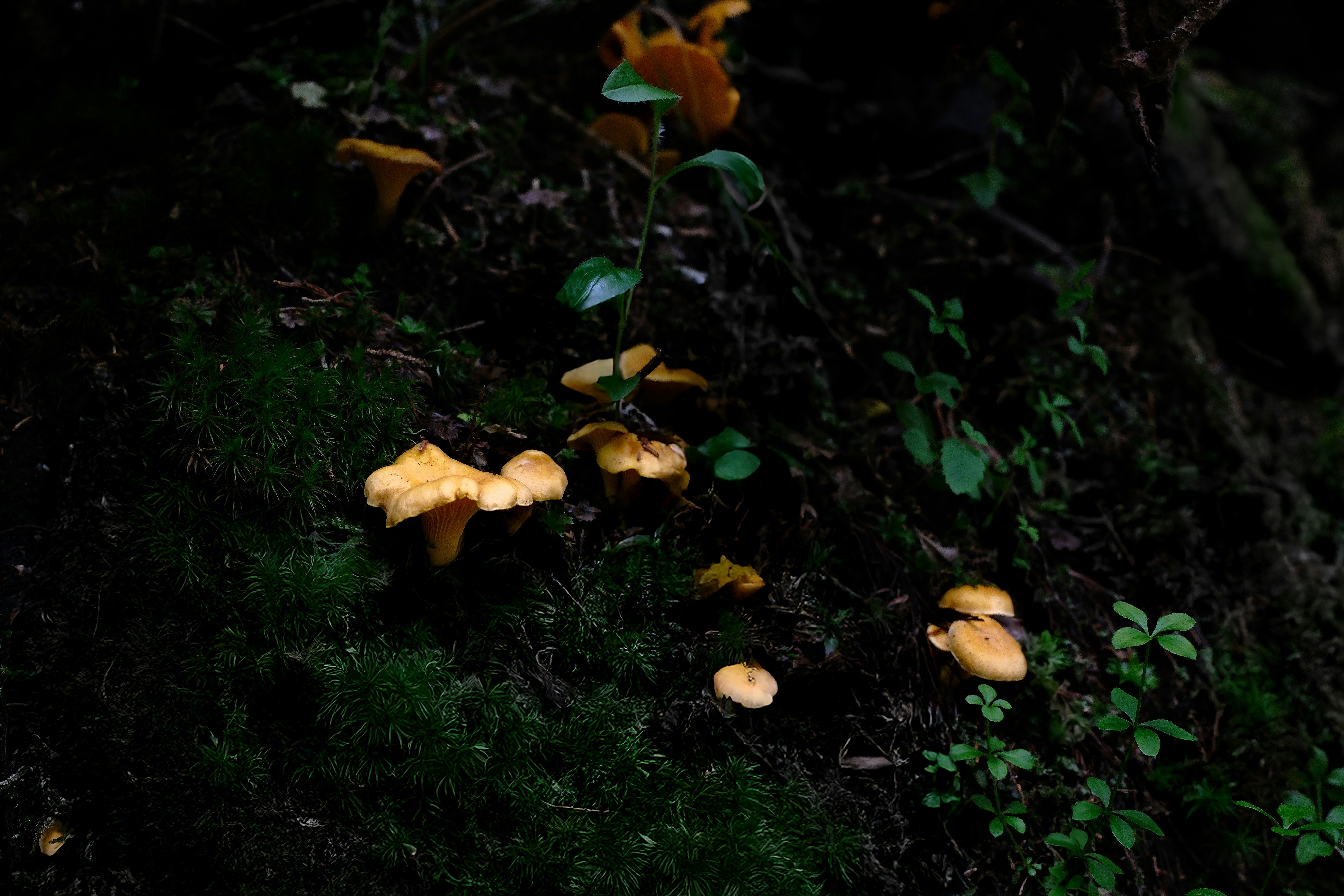Orange mushrooms grow on a mossy forest floor.