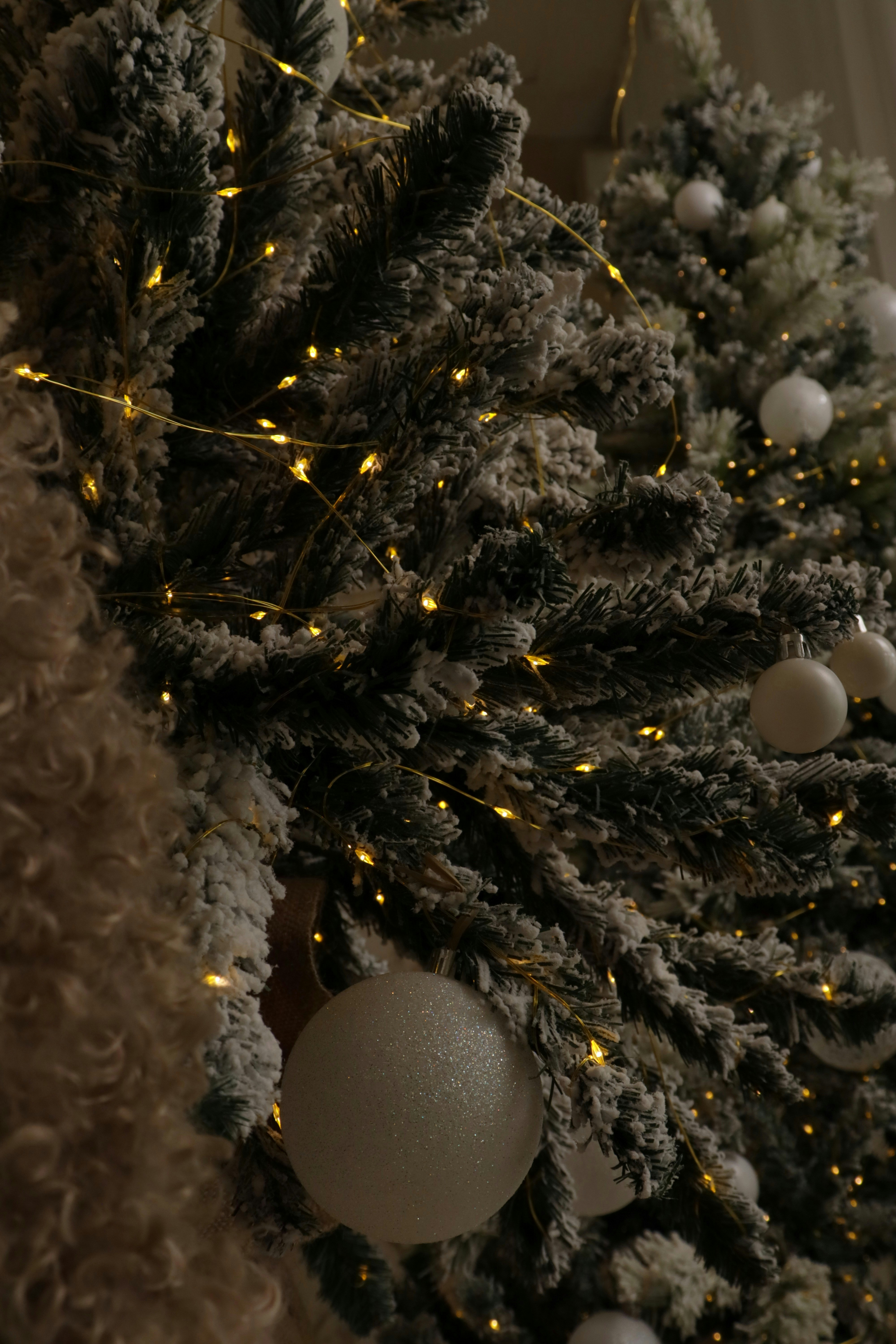 Photo by bored_mongoose