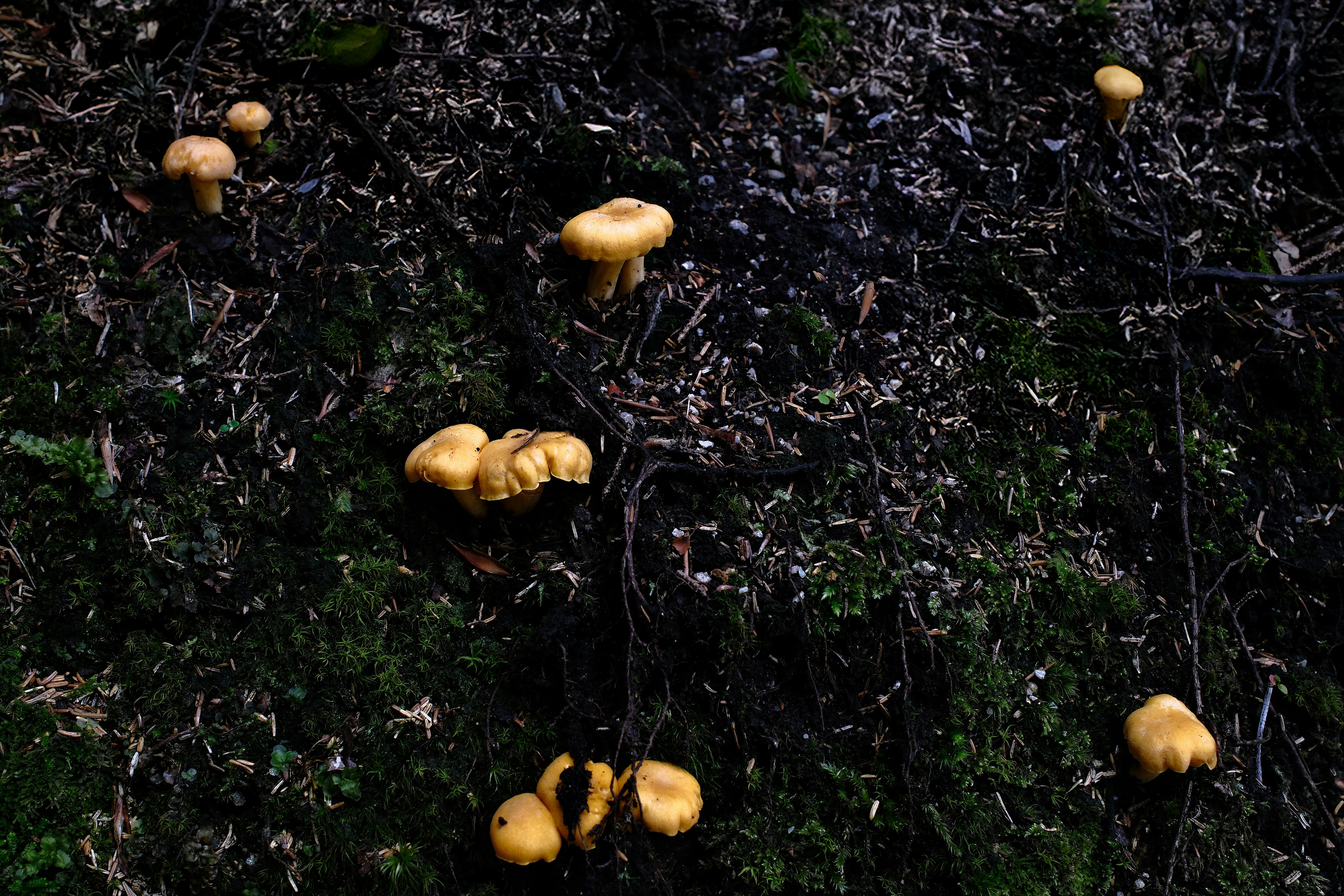 Small yellow mushrooms growing on mossy ground