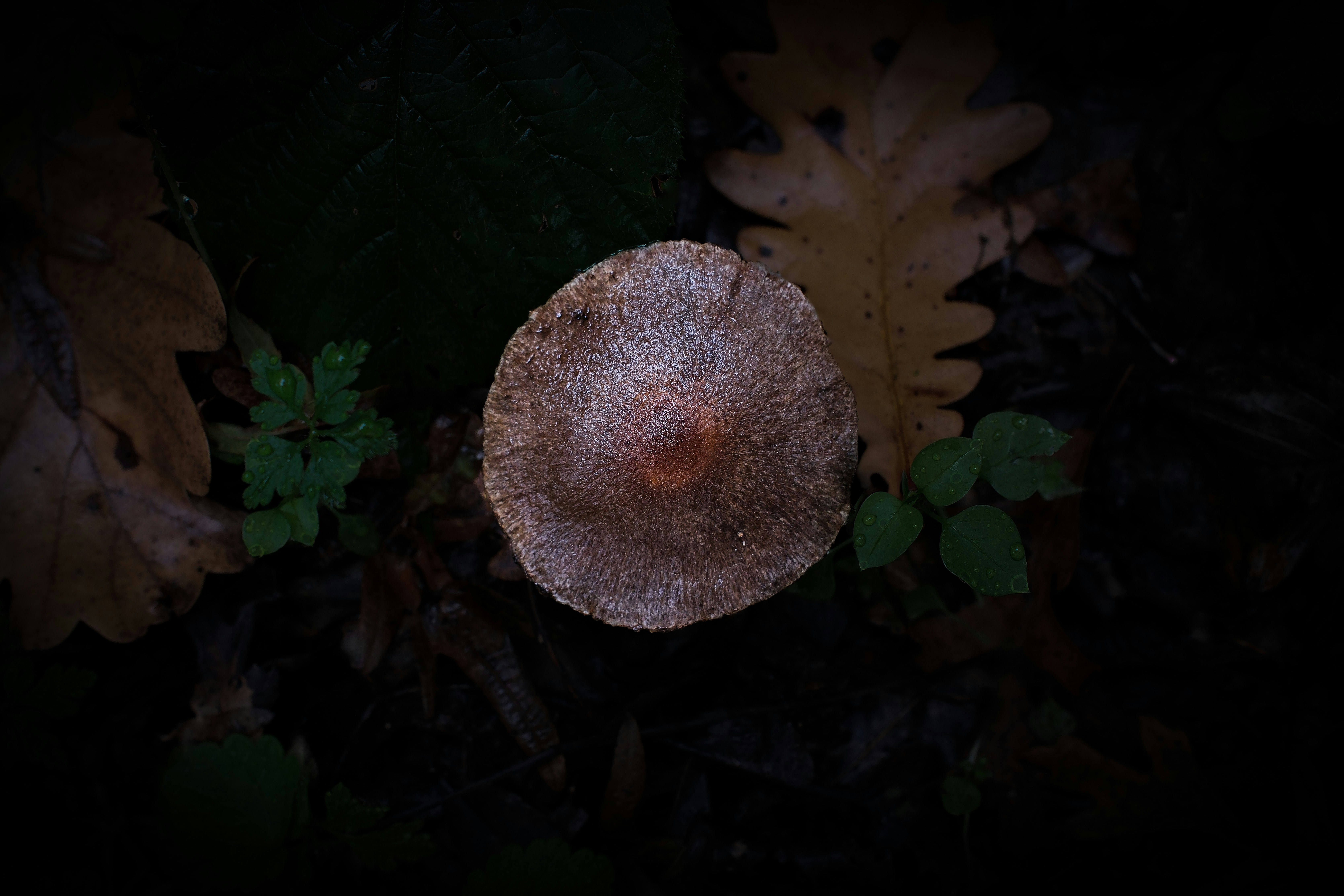 A single mushroom surrounded by fallen leaves