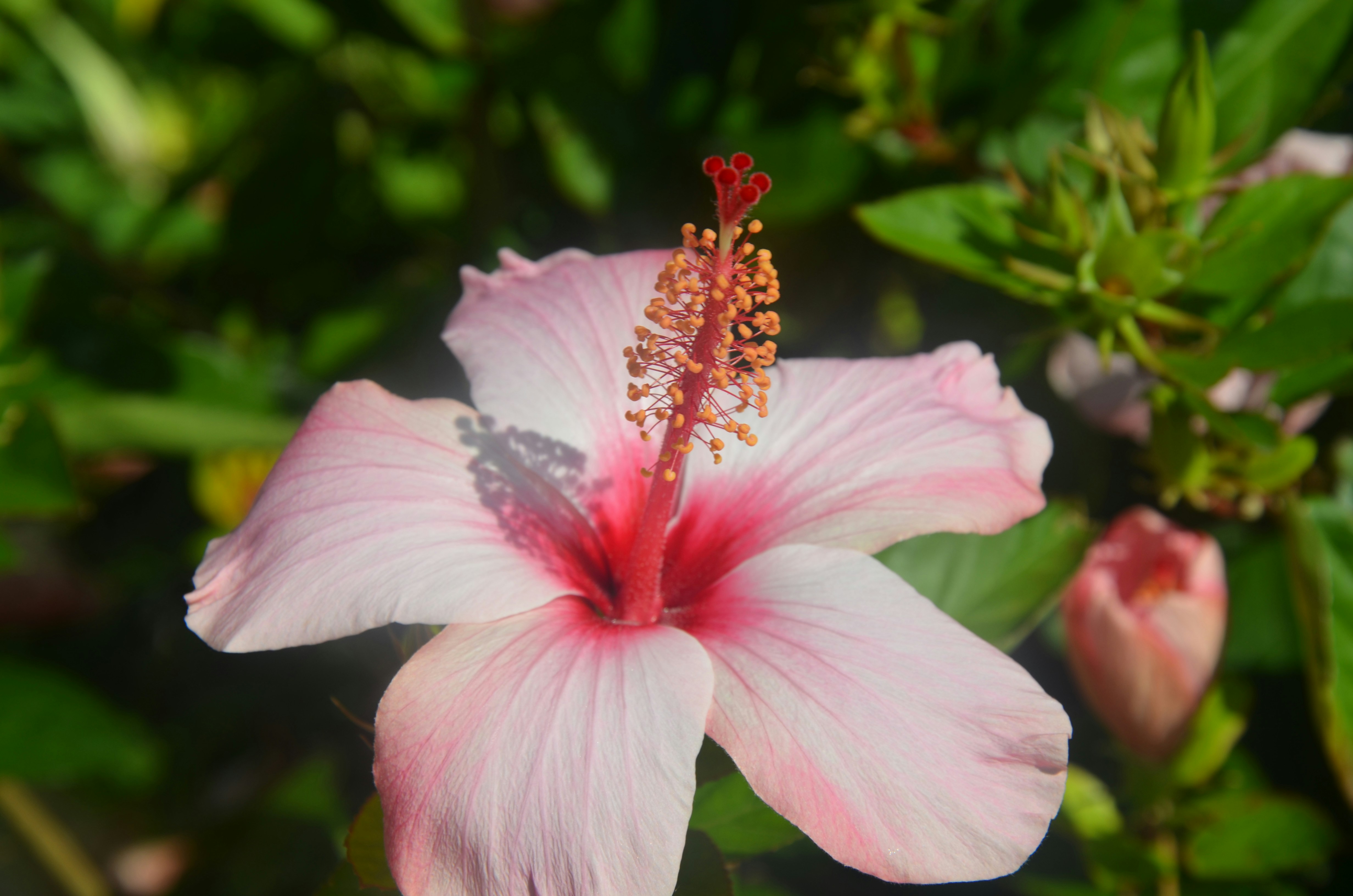 Una delicada flor de hibisco rosa florece al aire libre.