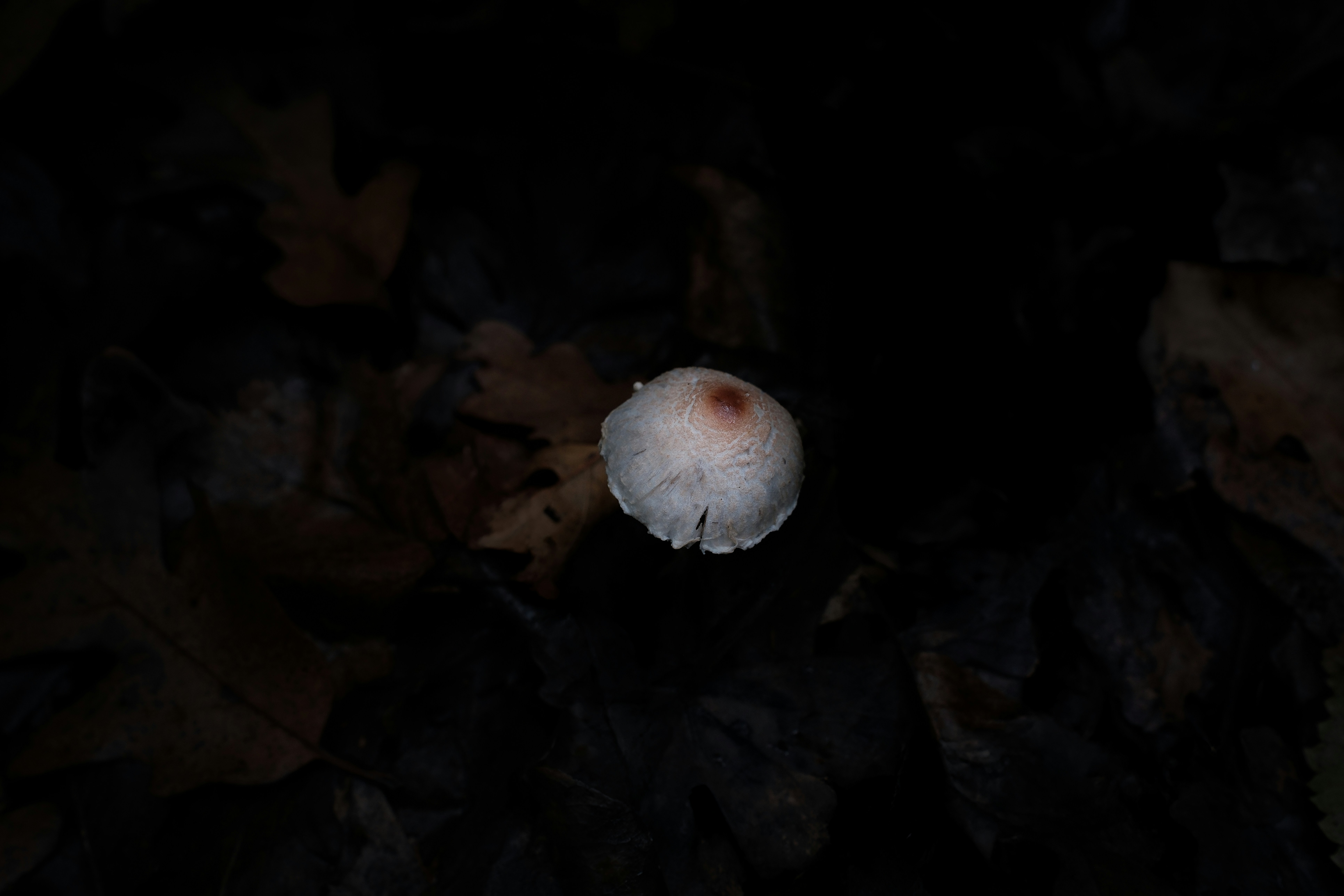 A small white mushroom with a red spot.