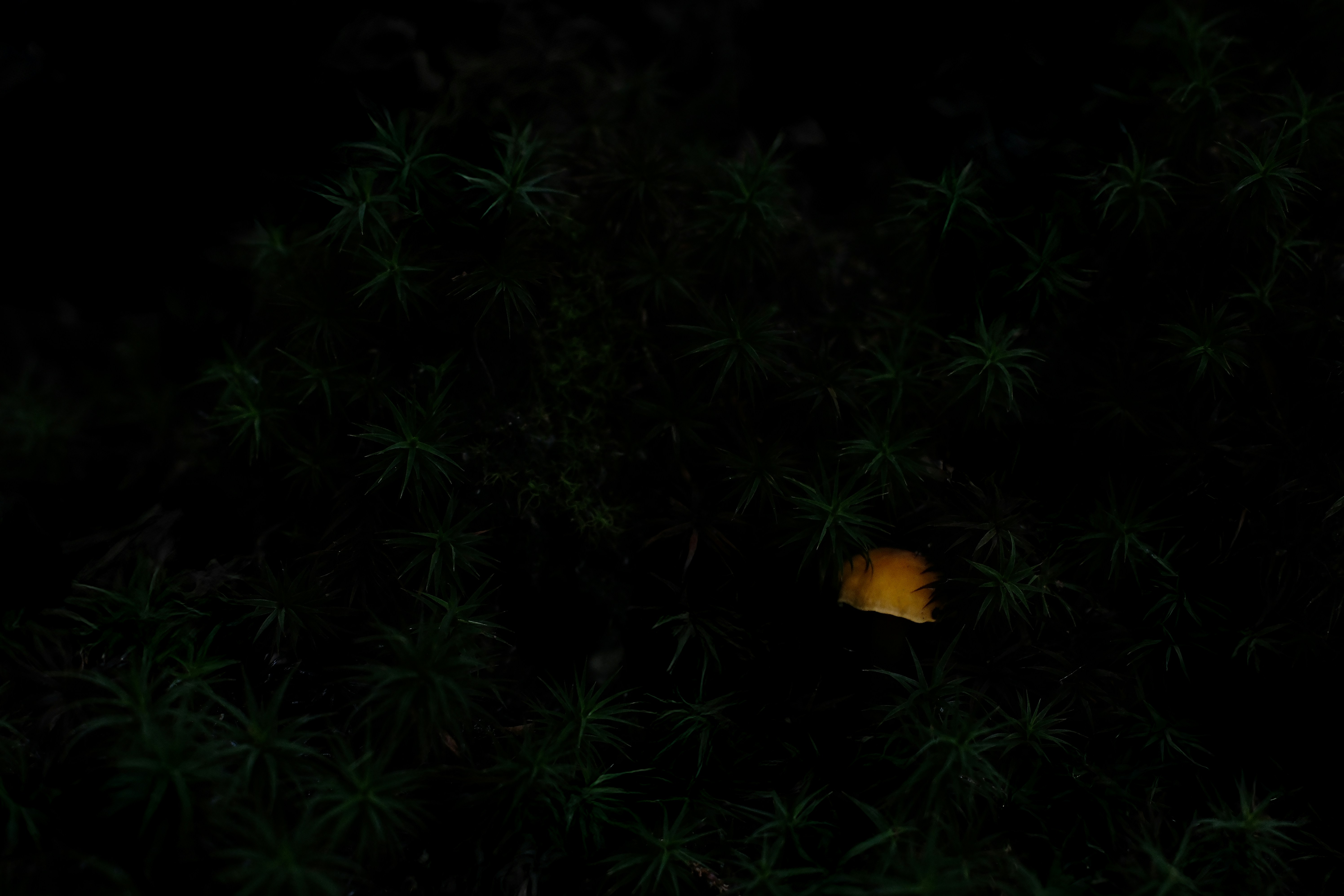 A single orange lantern glows in dark foliage