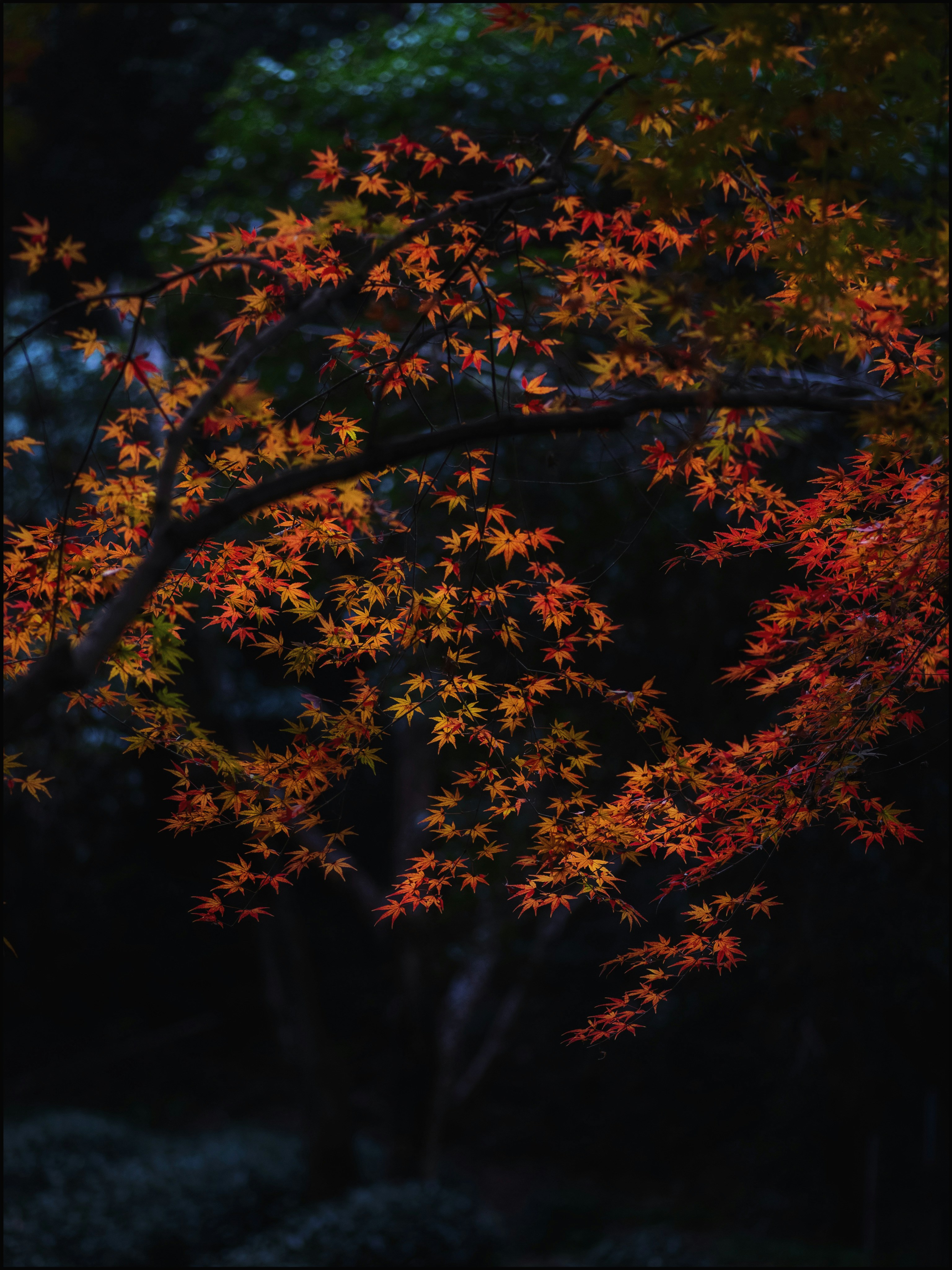 Photo by roaah