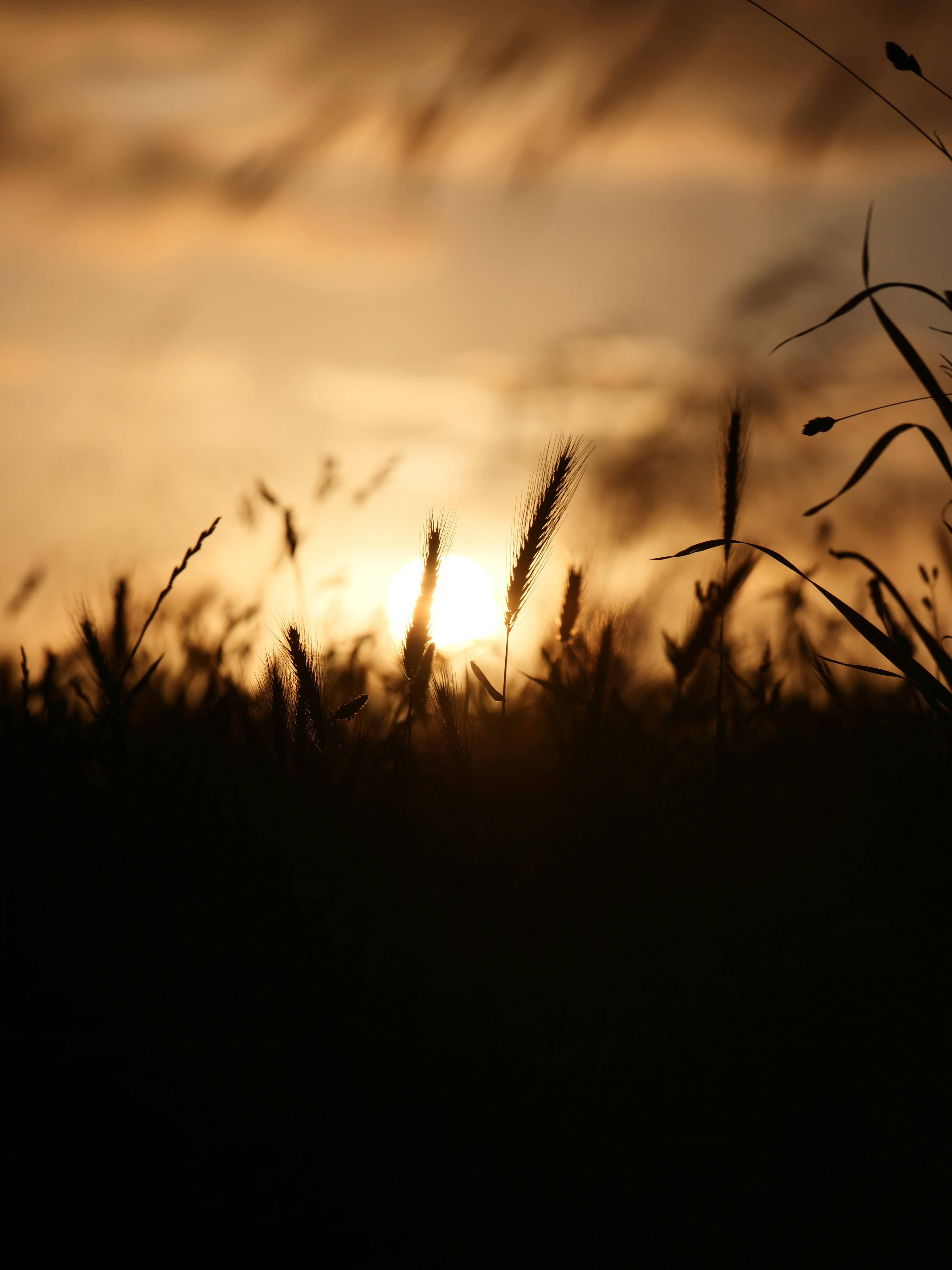 Golden sunset behind silhouetted wheat field.