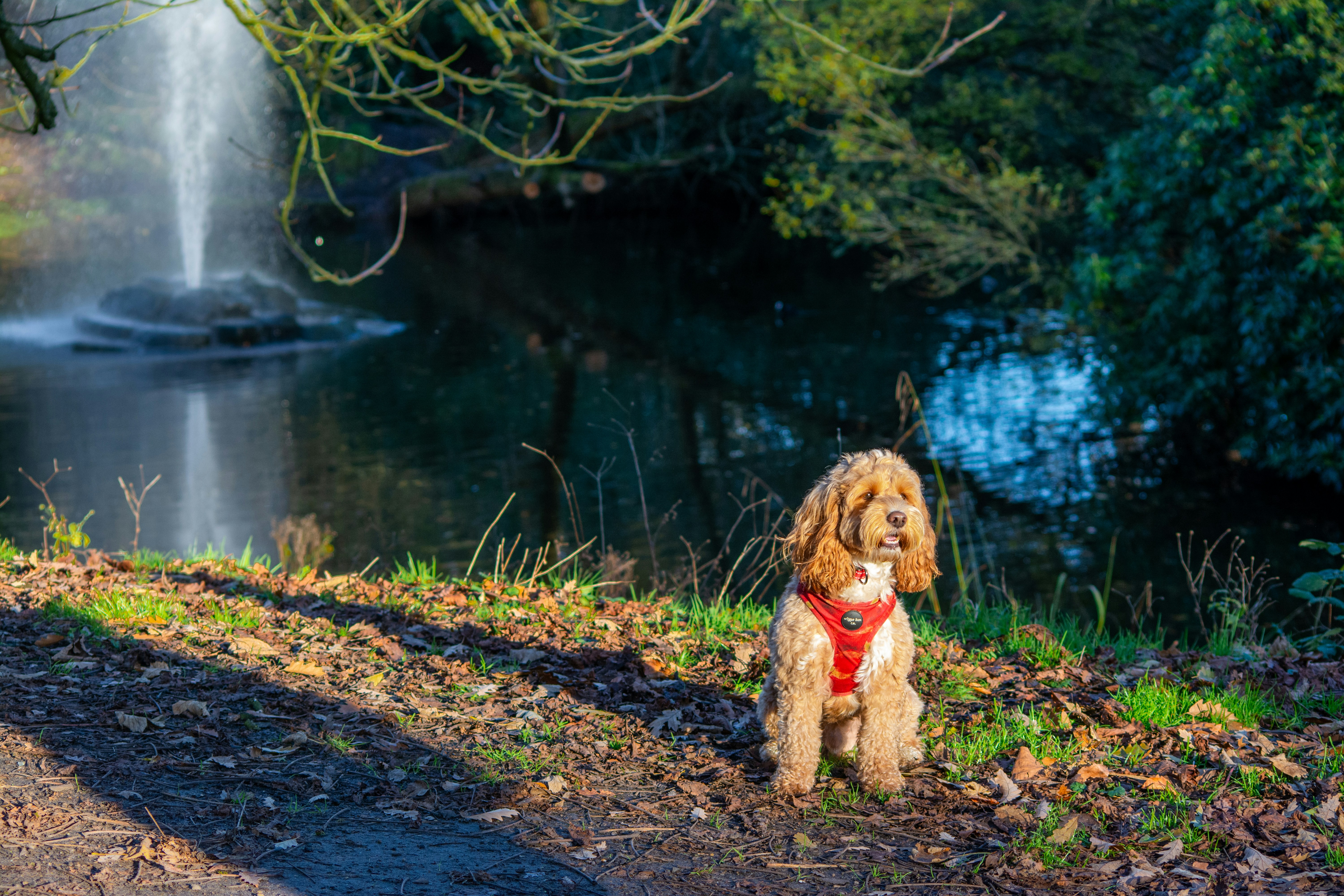 Dog sitting next to fountain in Sefton Park