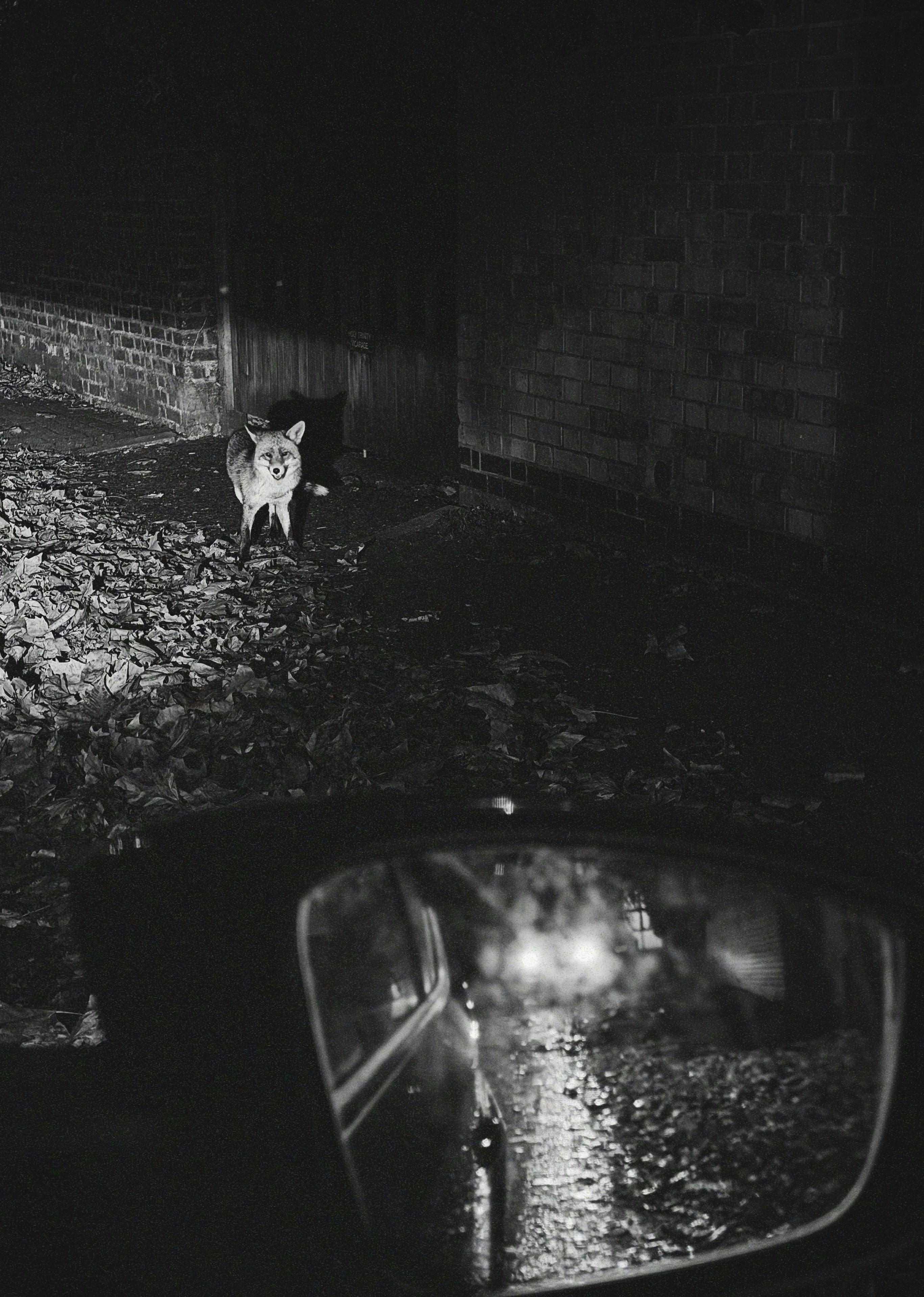 A fox stands in a dark alley illuminated by headlights.