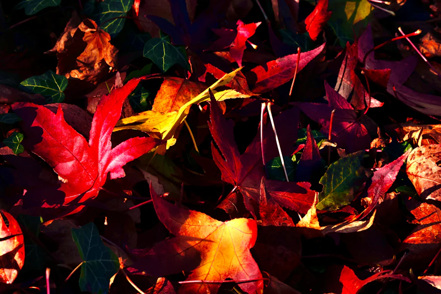 Leaves covering the ground