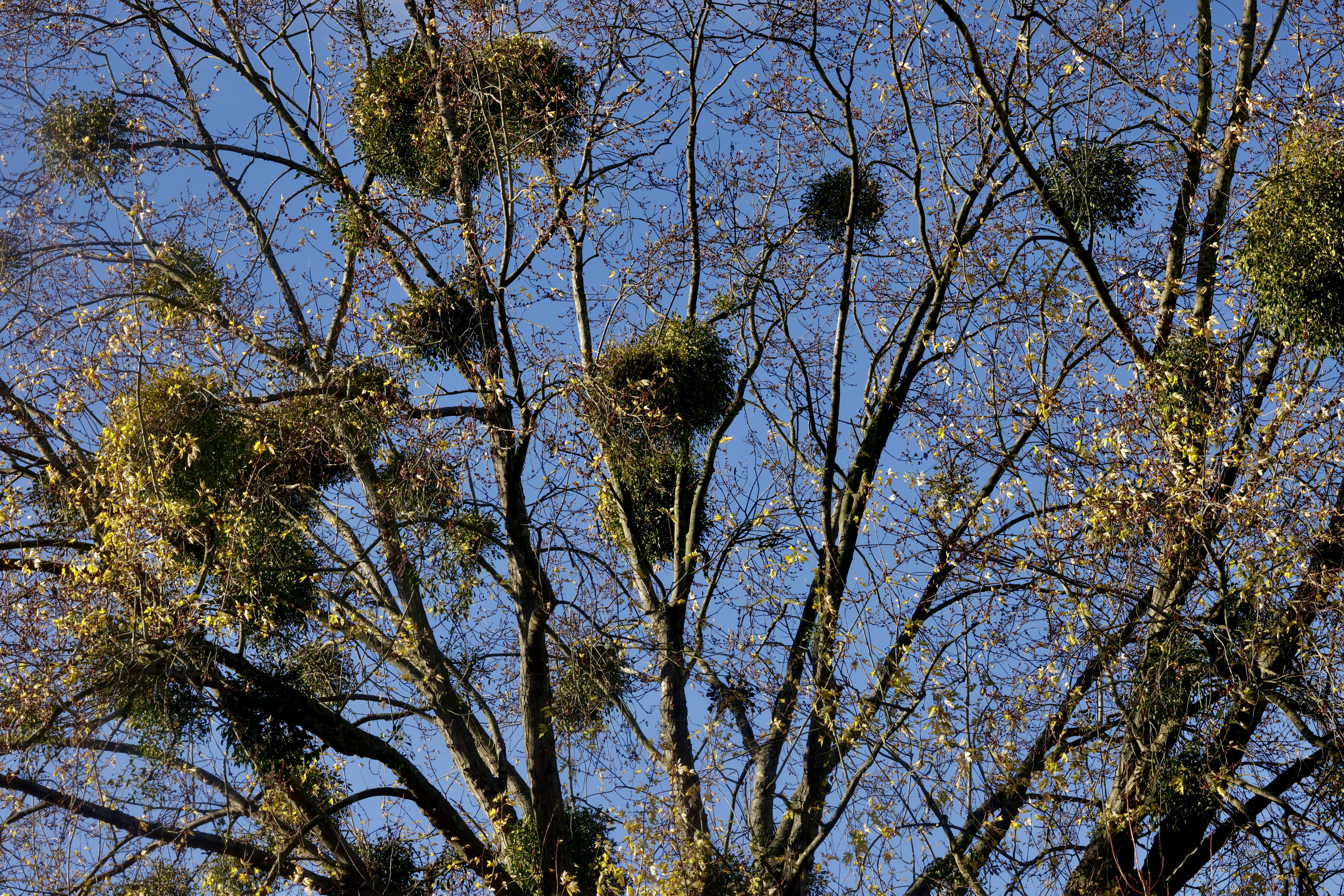 Mistletoe growing on tree branches against a blue sky.