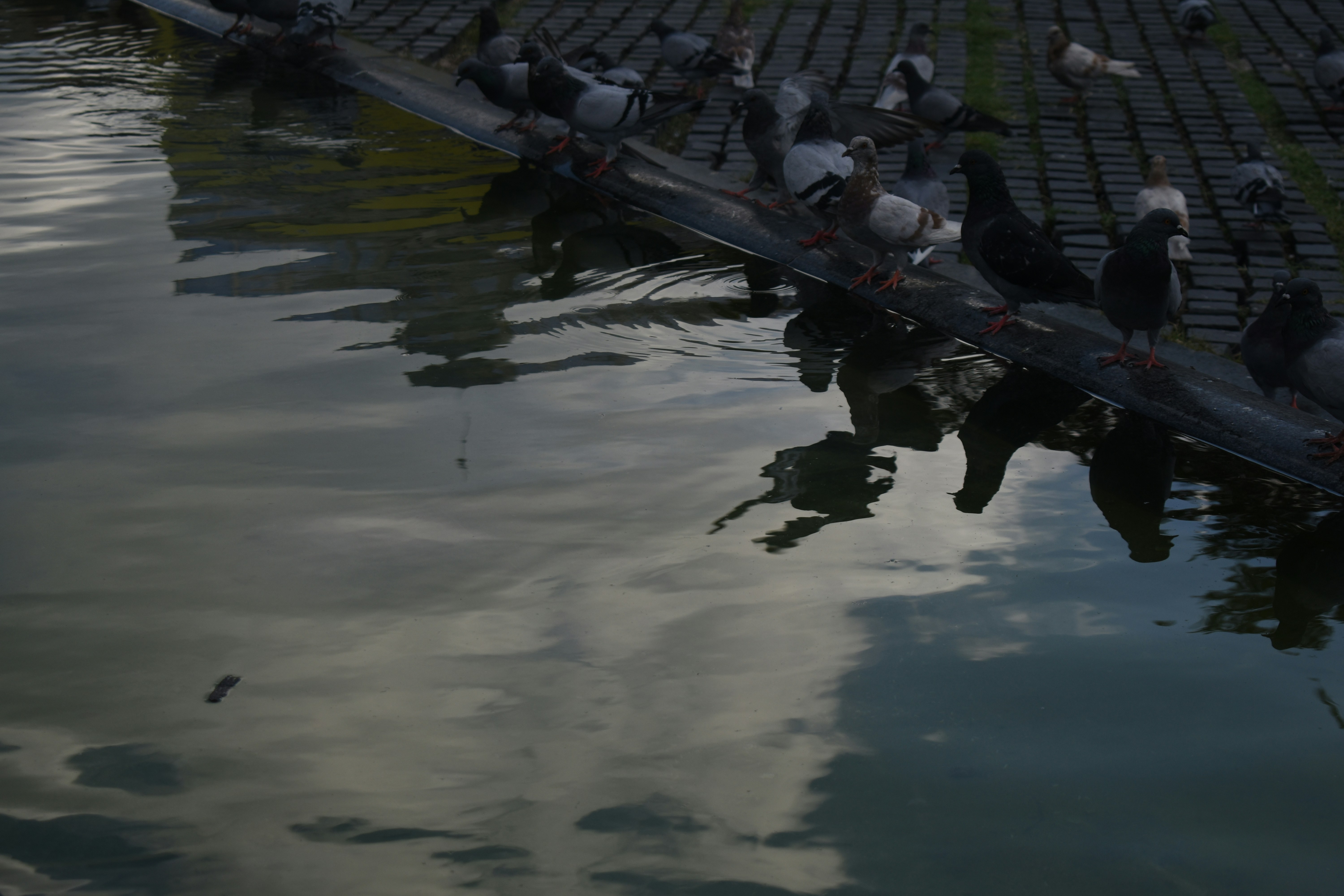 Pigeons gathered on a wooden pier over water.