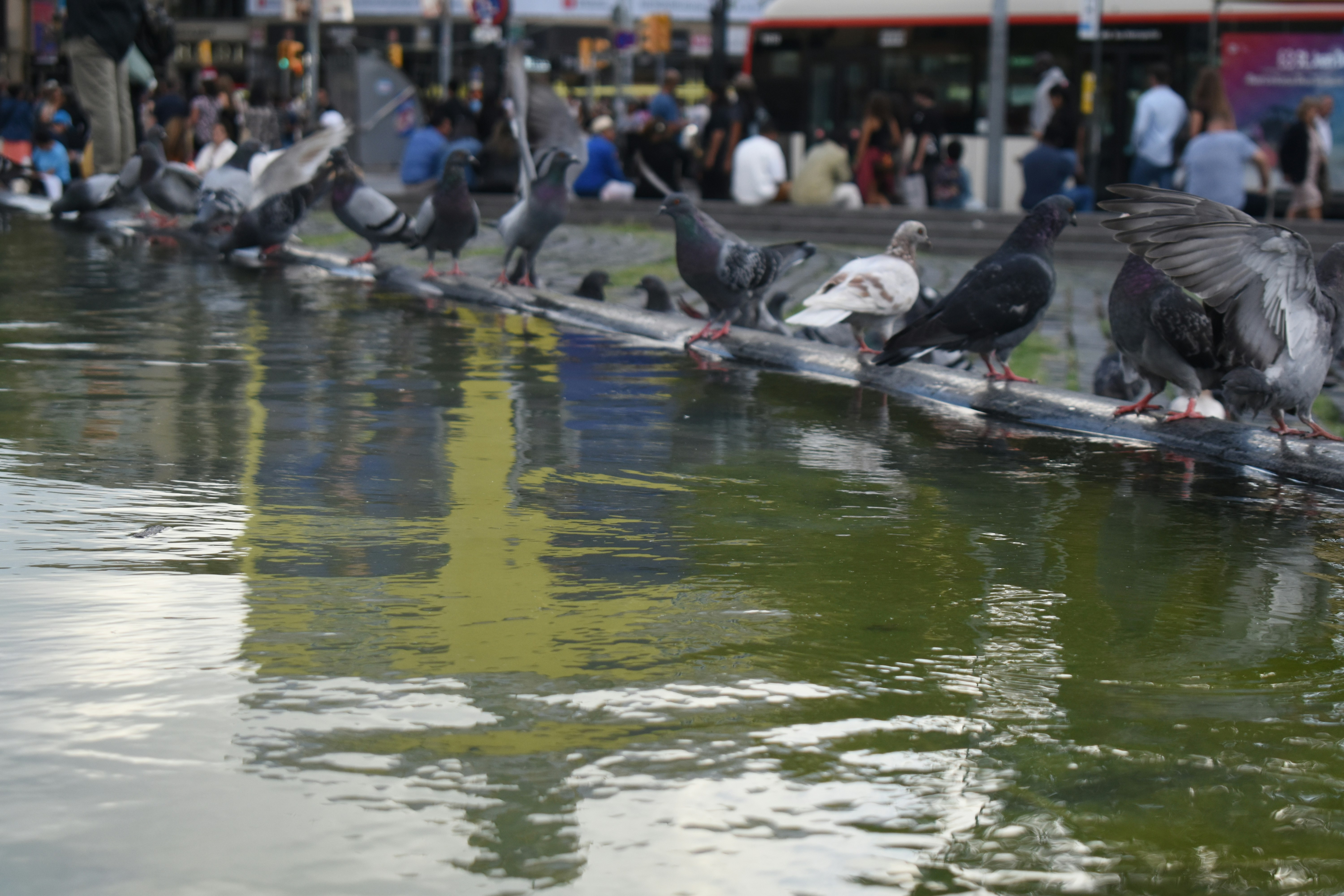 Pigeons drinking water from a fountain