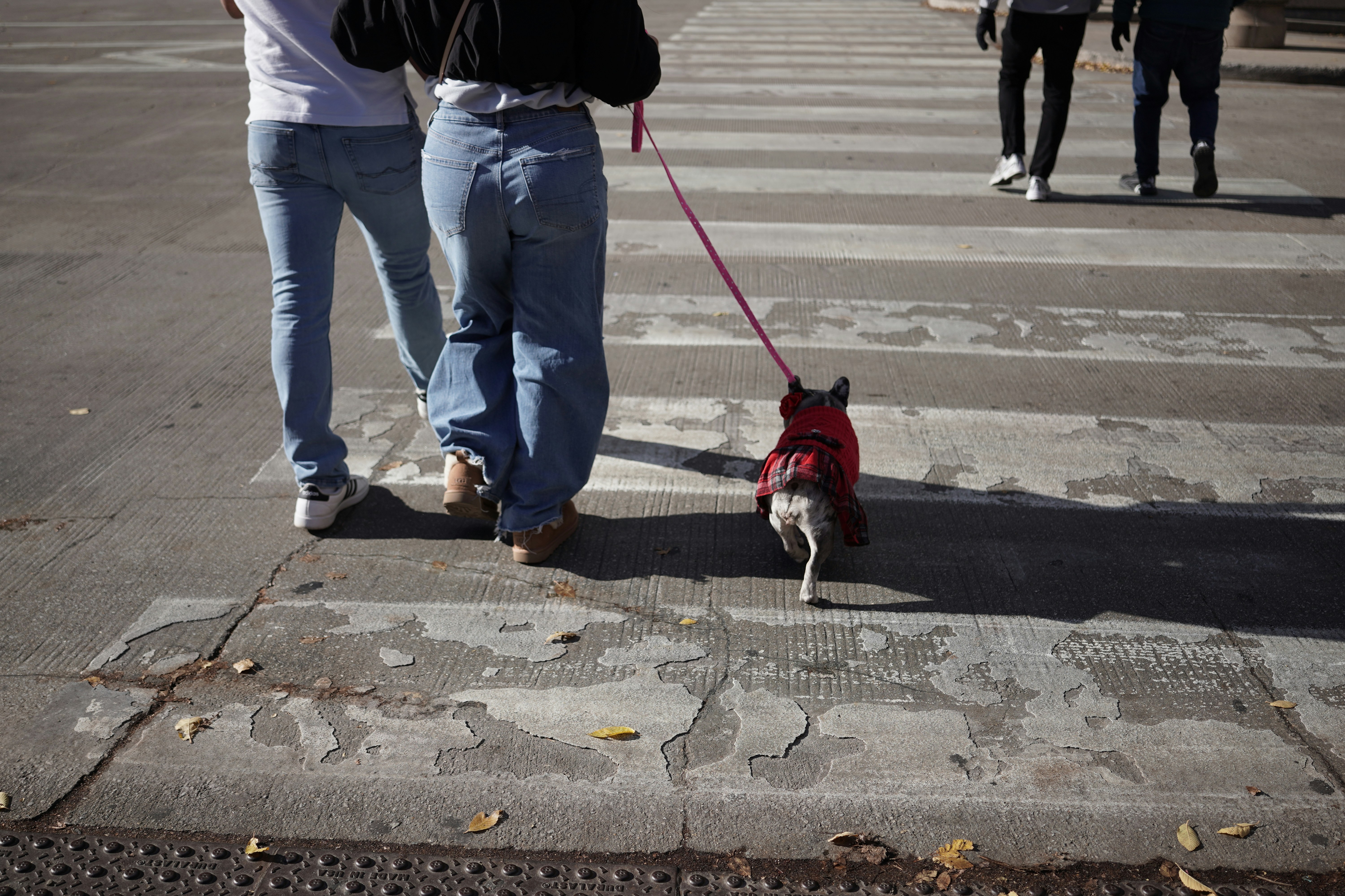 A person walking their dog on a vibrant city street in Chicago - Dog-friendly apartments downtown
