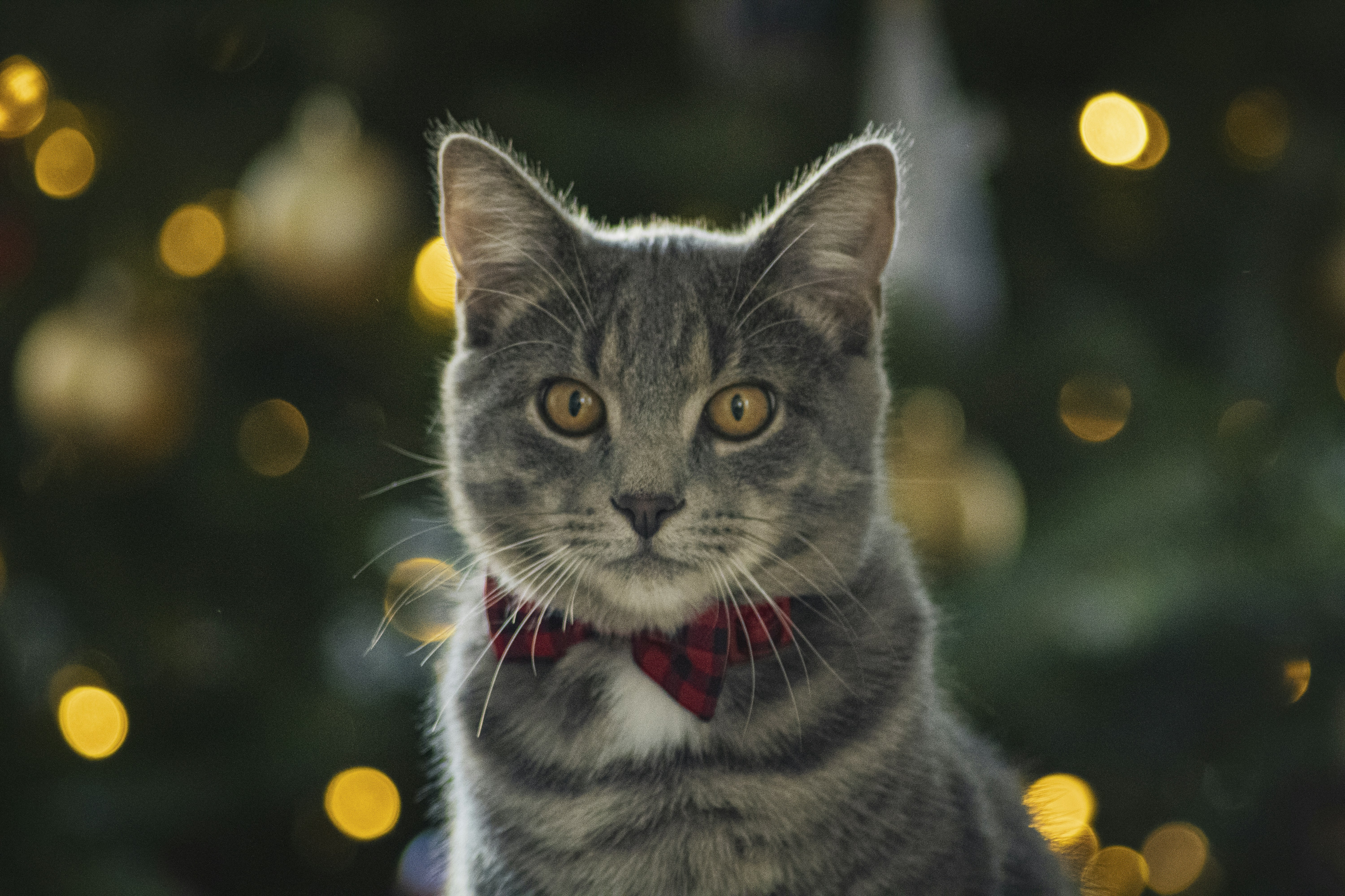 A grey tabby cat wearing a red bow tie.