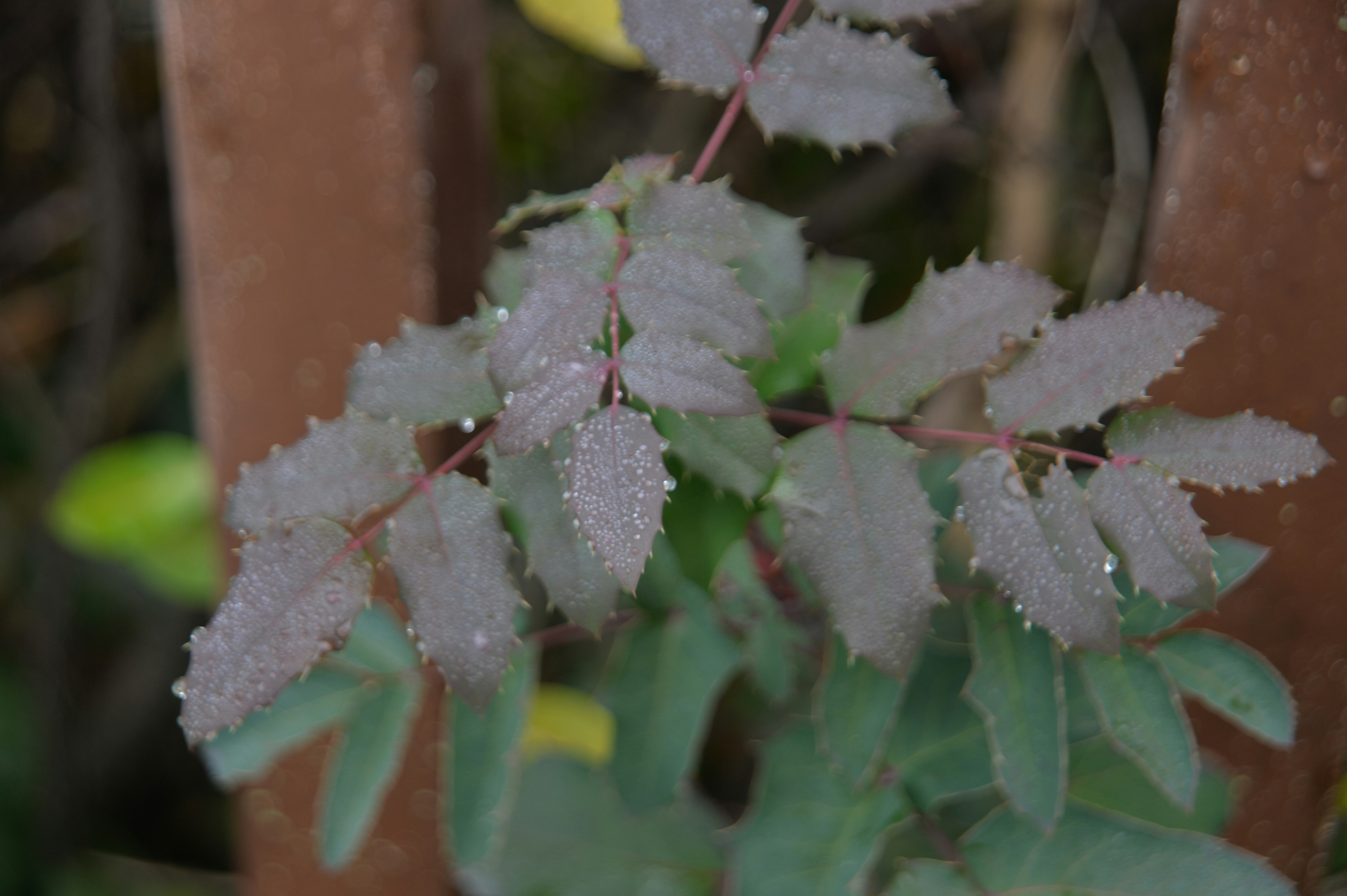 Close up of purple leaves on a branch.