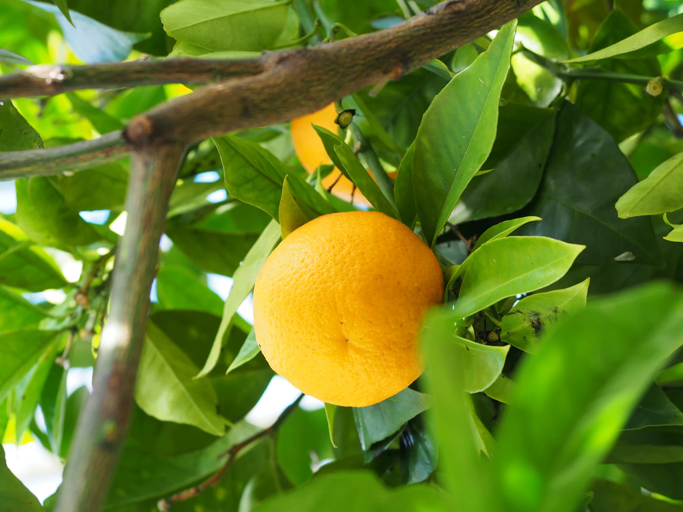 Branche d'oranges mûres au soleil