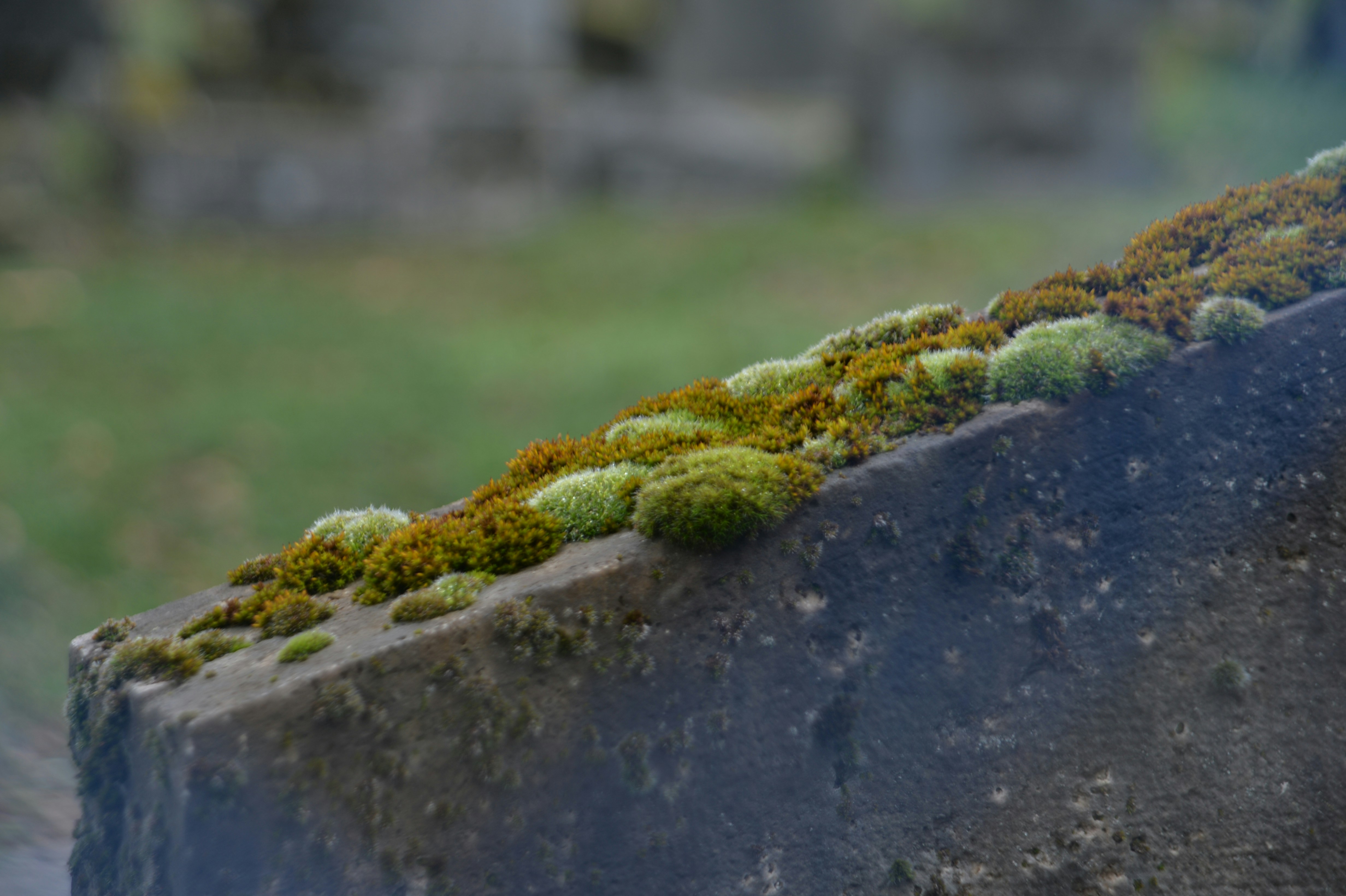 Green moss growing on a stone surface.