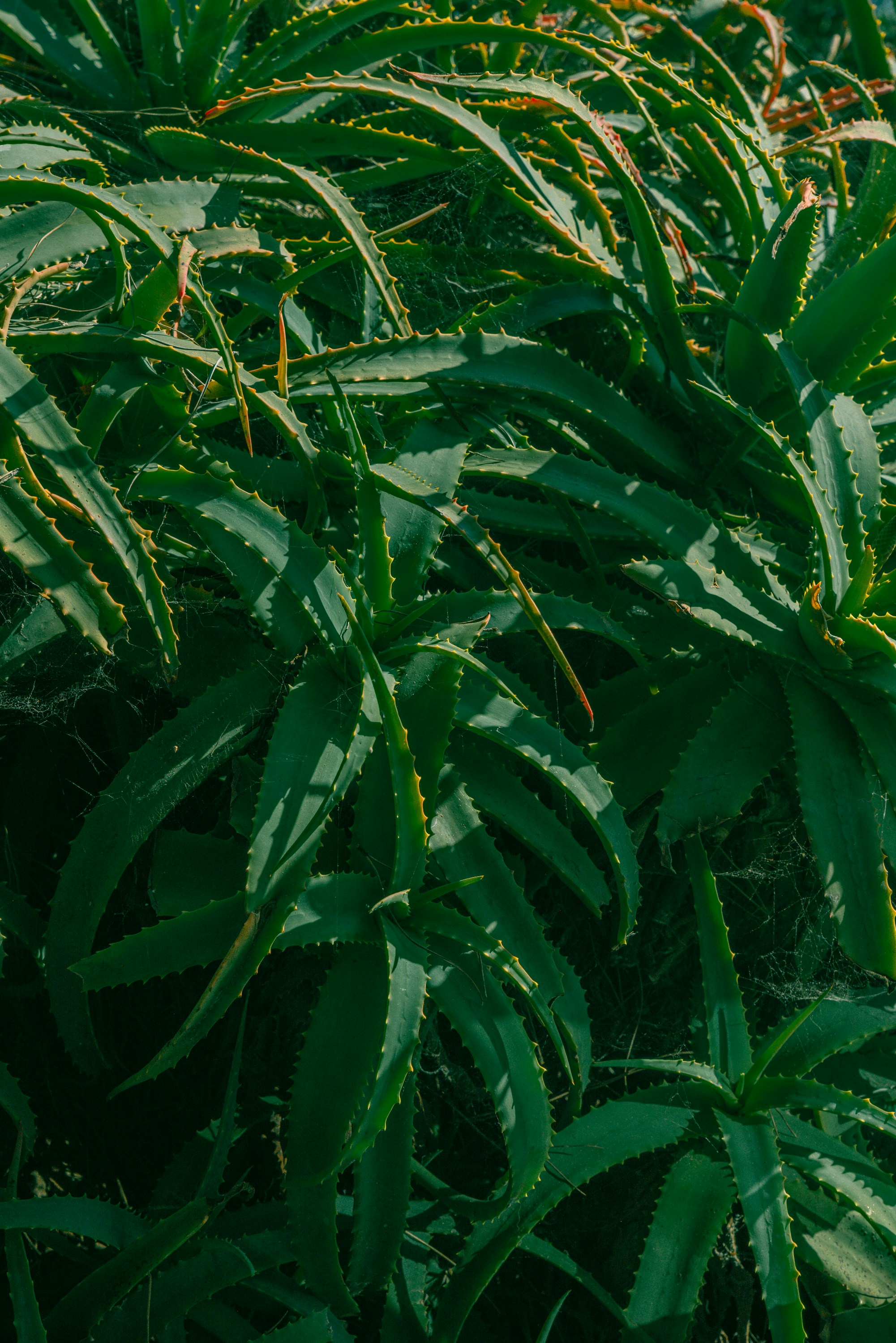 Photo by renatakneedham