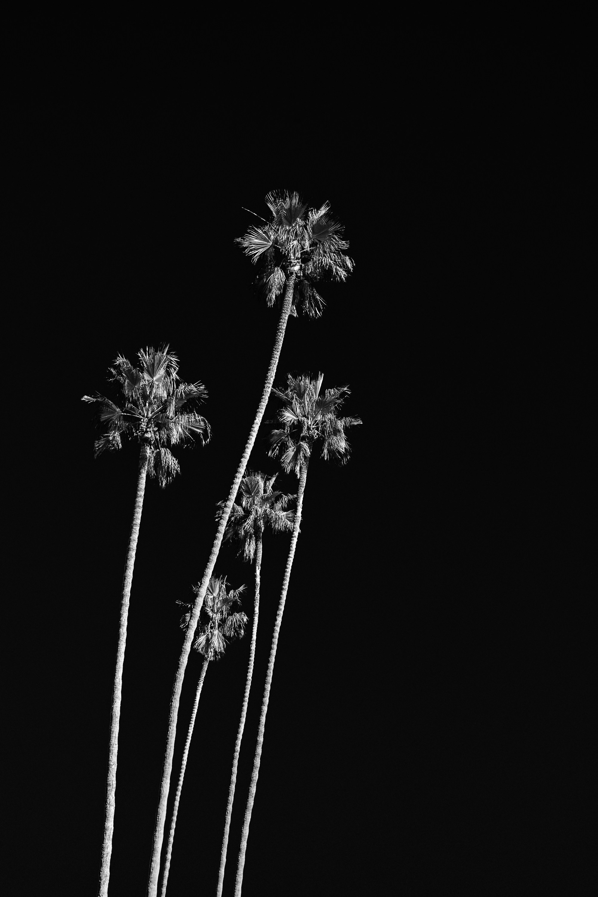 De hauts palmiers contre un ciel sombre