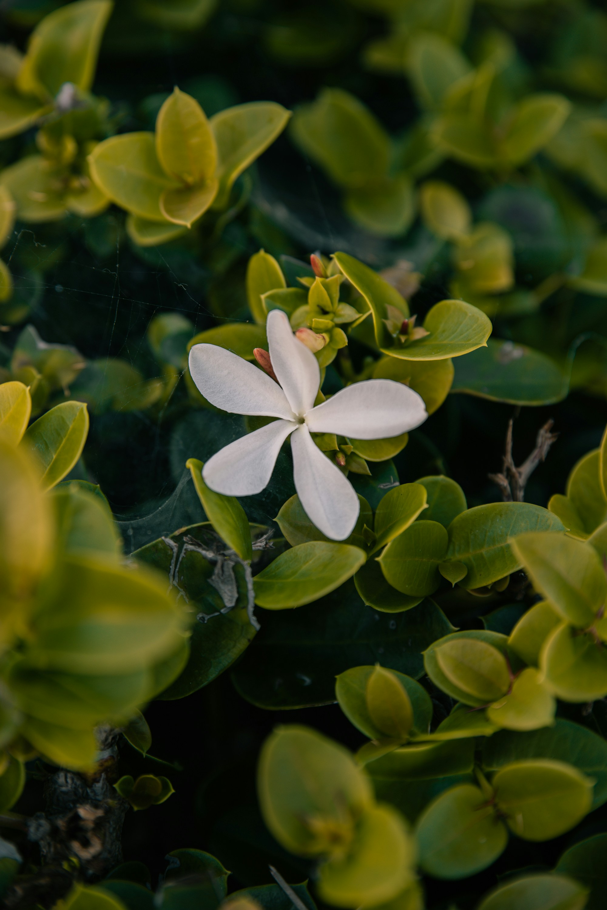 Photo by renatakneedham