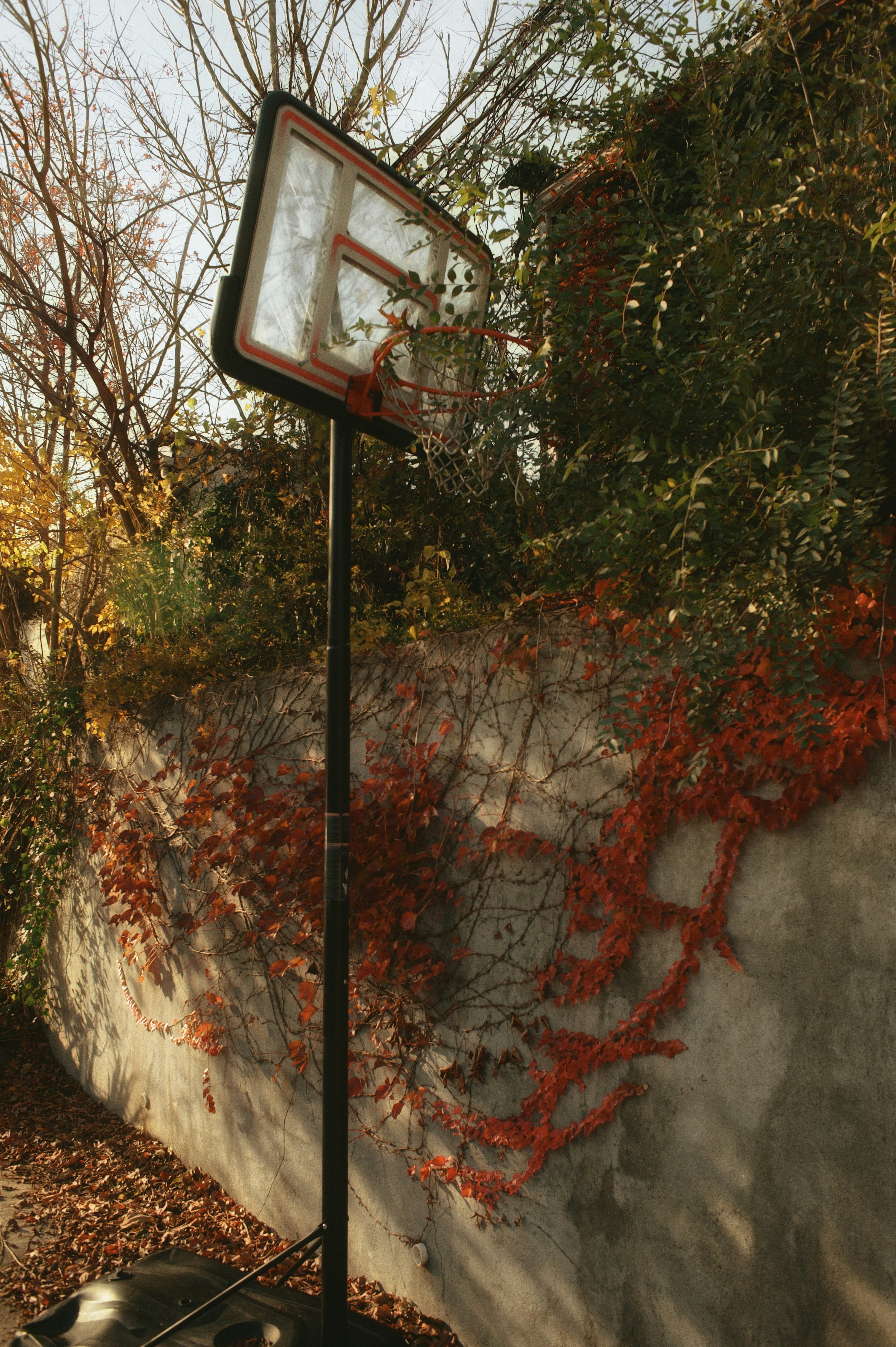 Basketball hoop against a wall with autumn vines