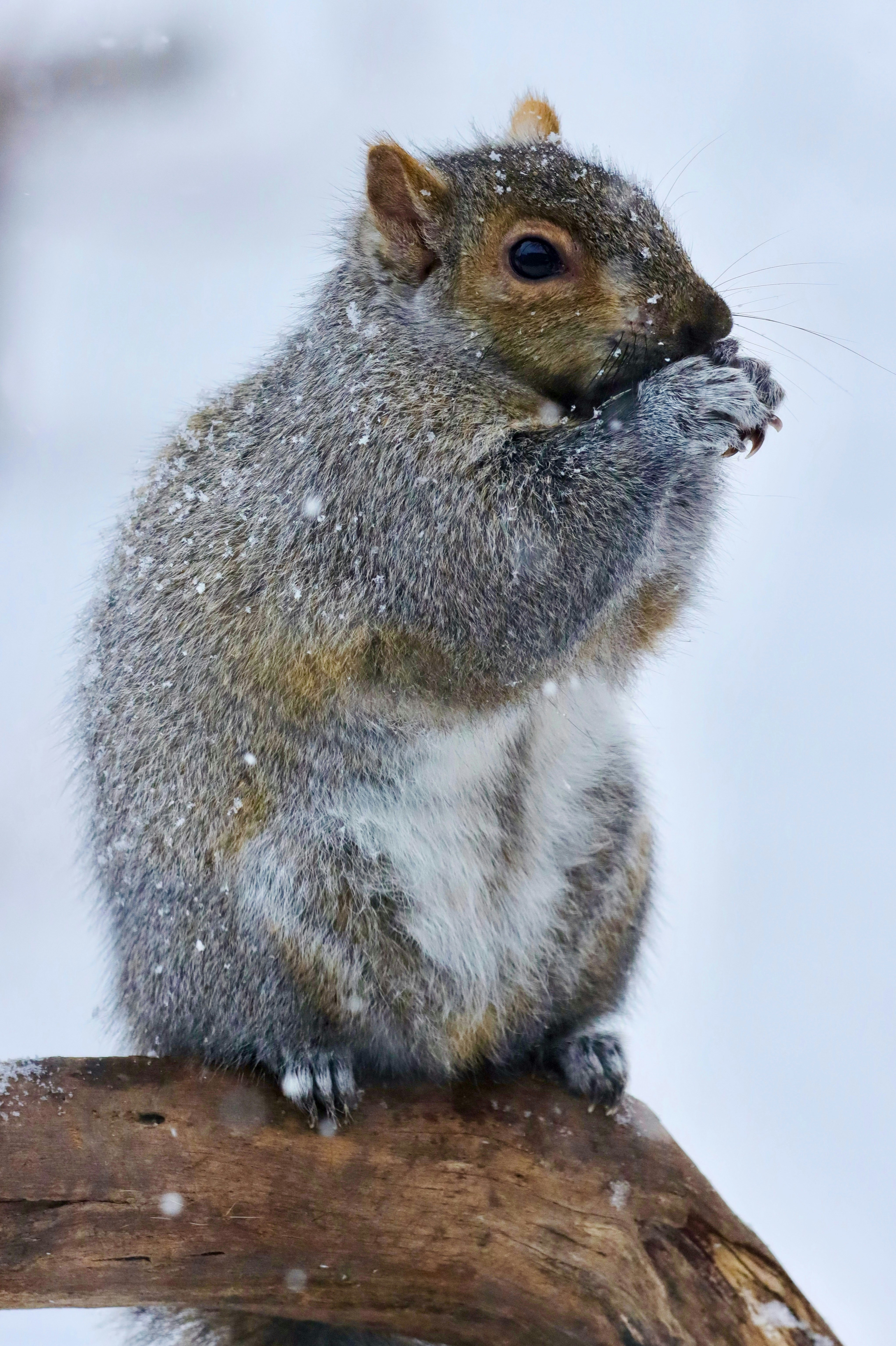 Photo by stephgibeaultart