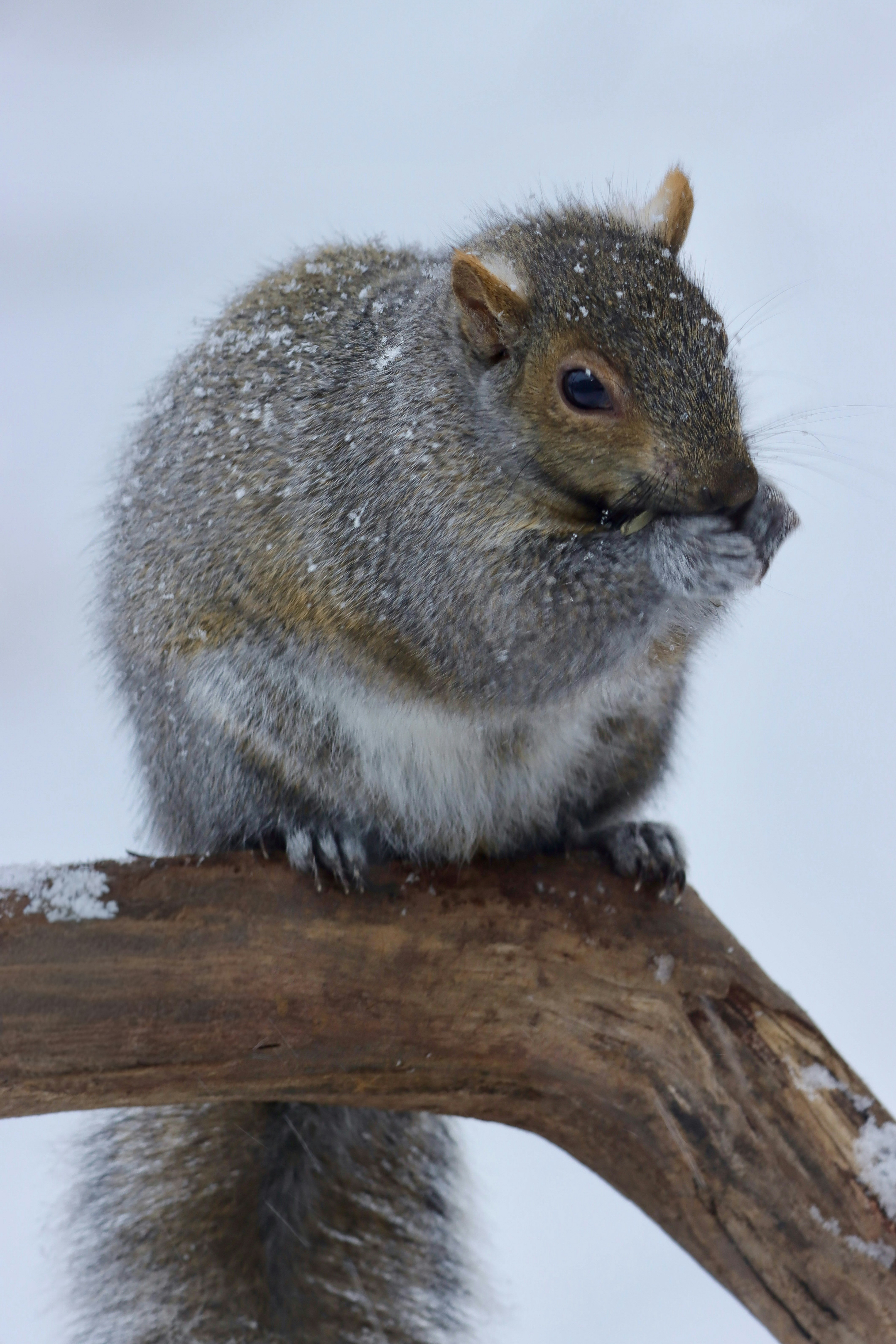 Photo by stephgibeaultart