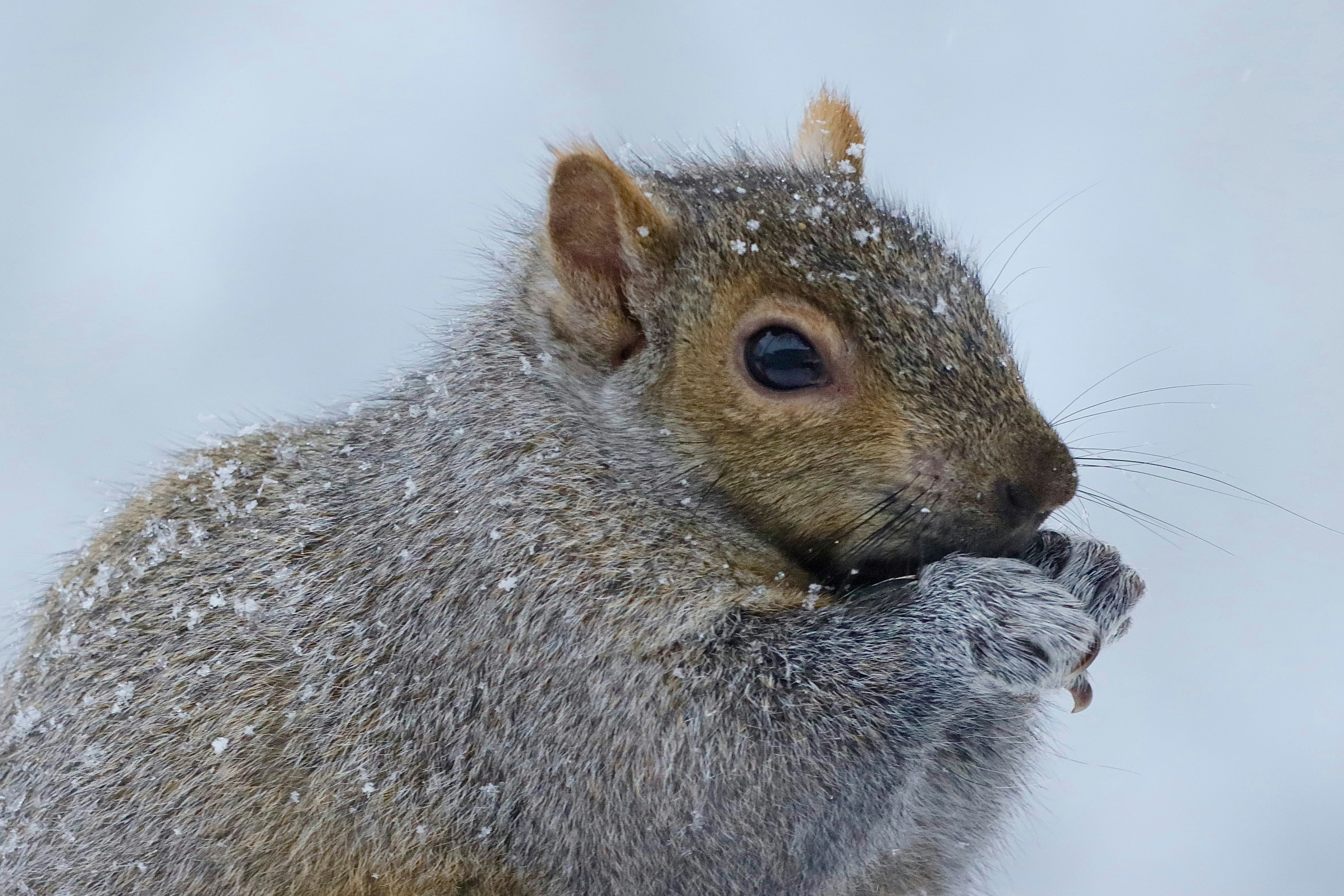 Photo by stephgibeaultart