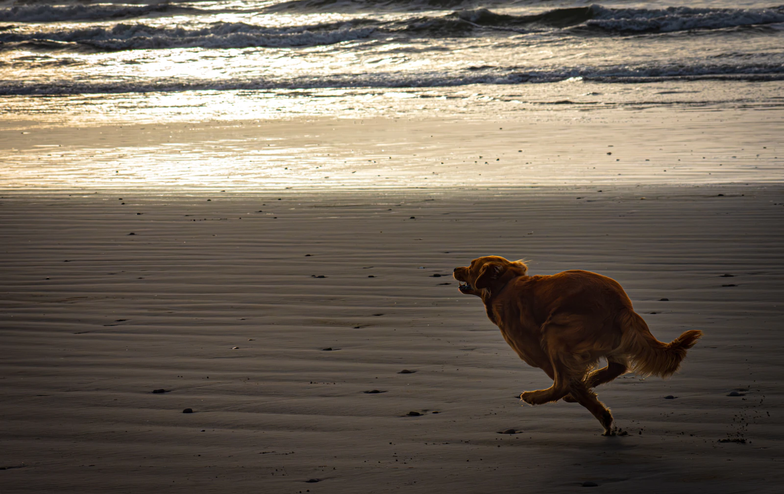 Golden retriever corriendo por la orilla de una playa de arena
