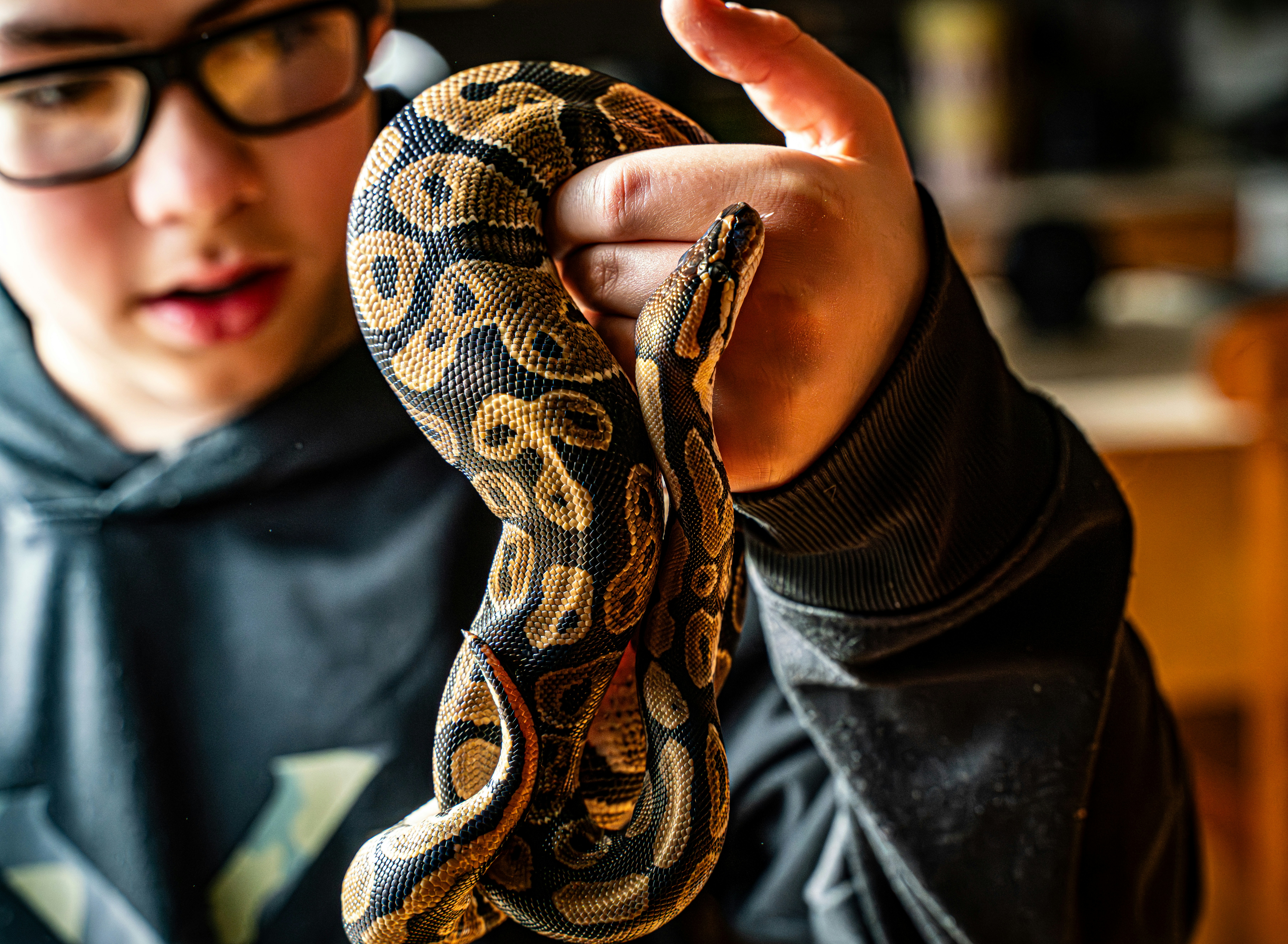 A person holds a coiled patterned snake.