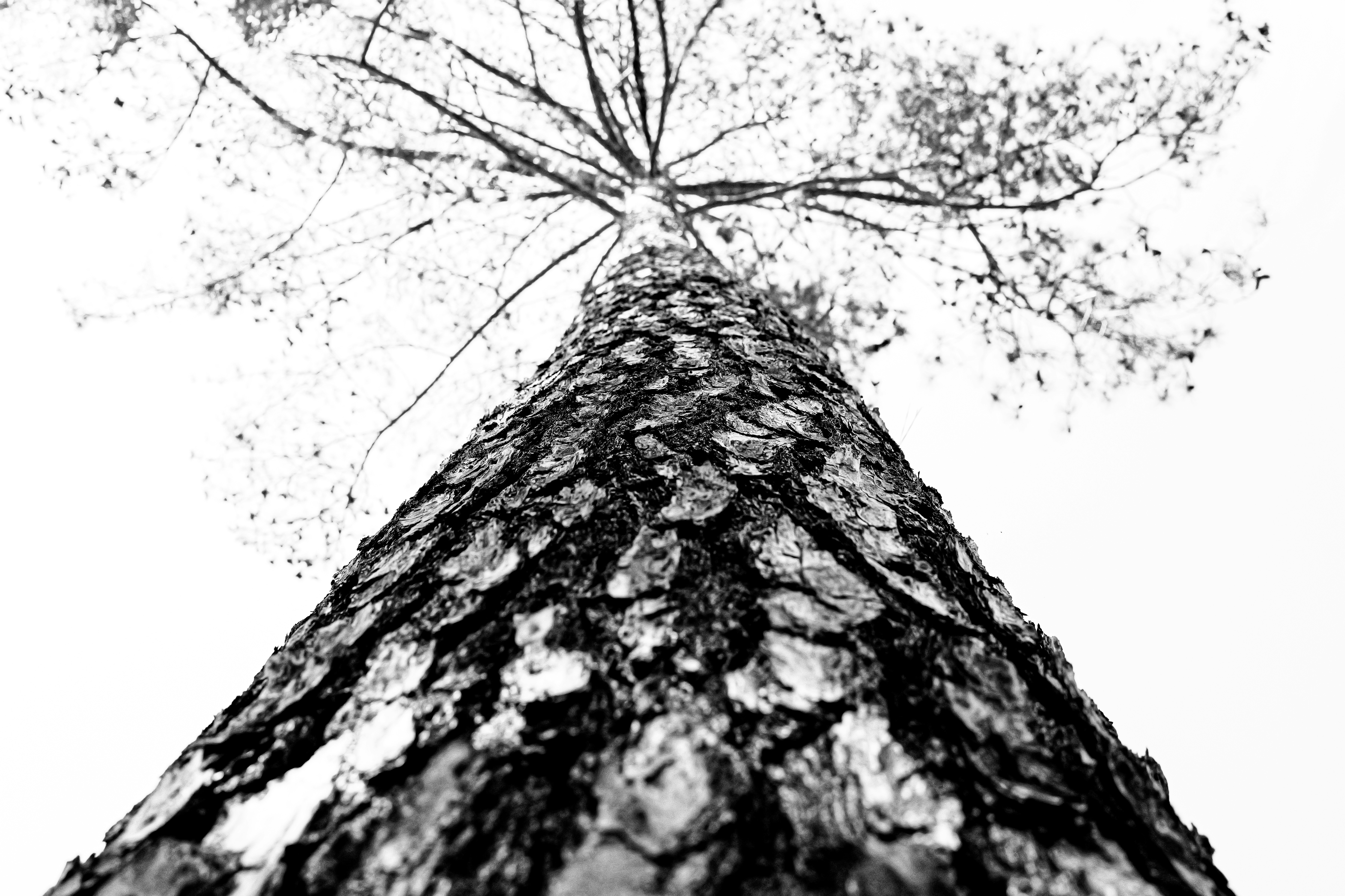 Looking up at a tall pine tree trunk and sky
