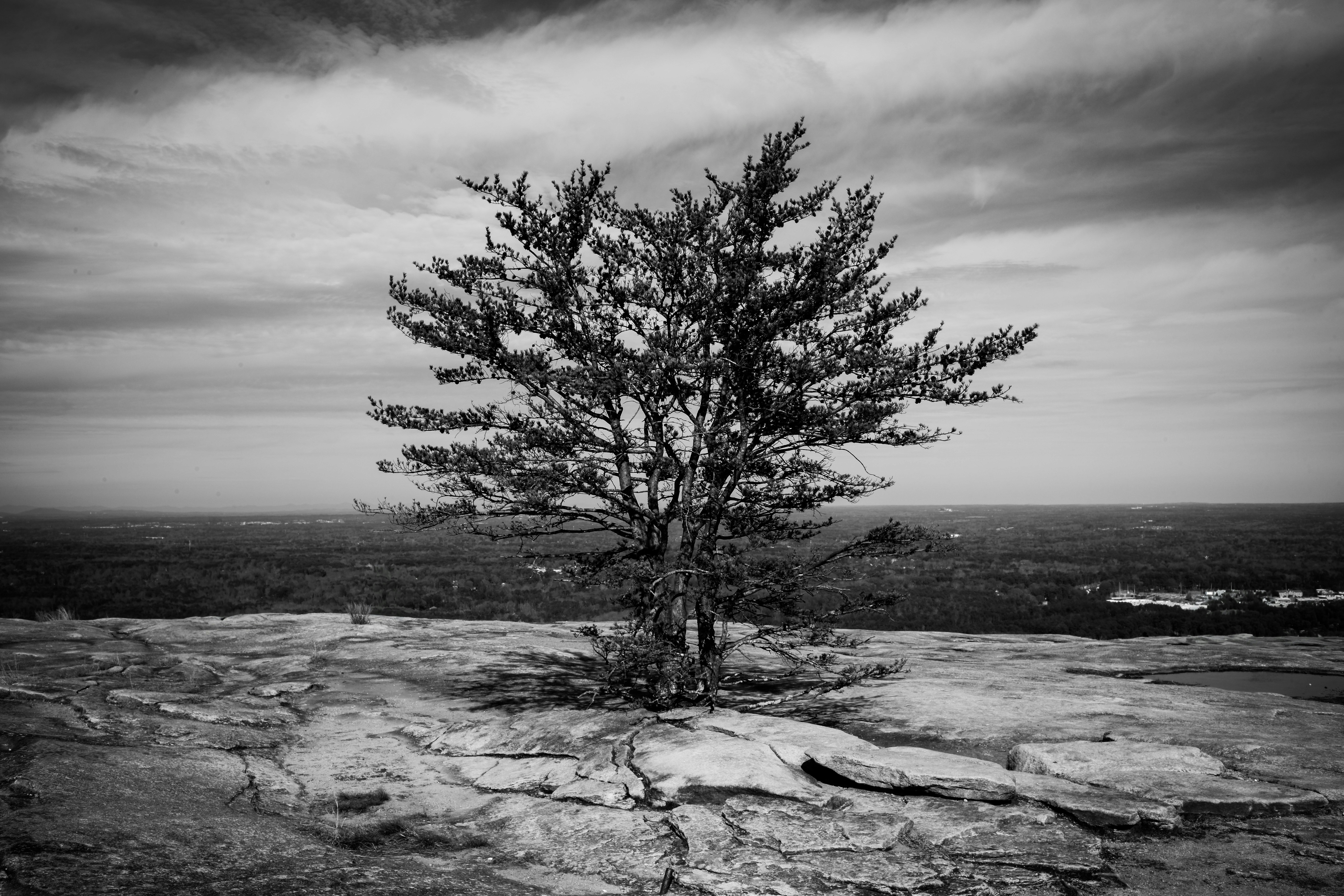 A lone tree stands on rocky ground under clouds