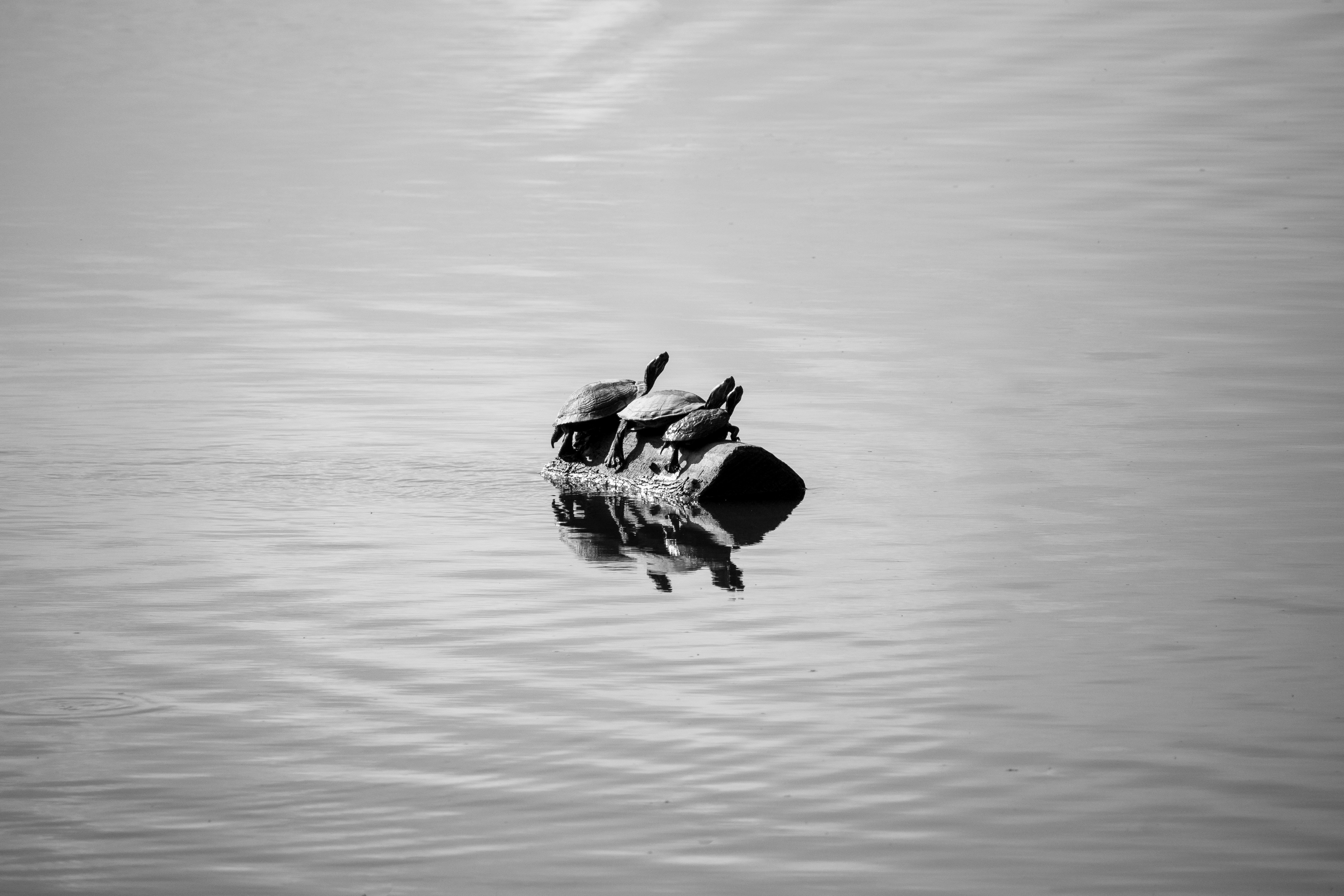 Photo by _zash_capturing