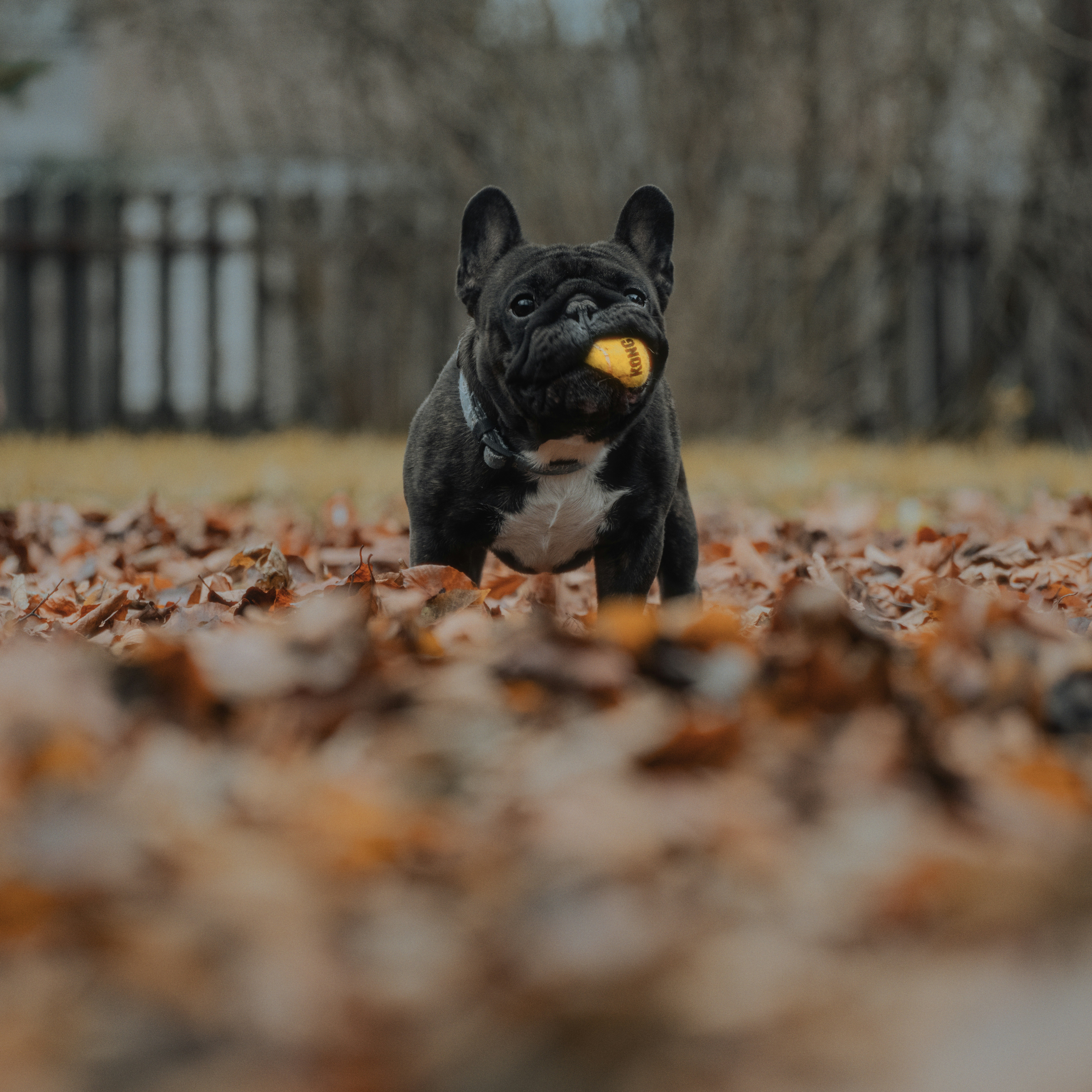 Placeholder image for PRODUCT