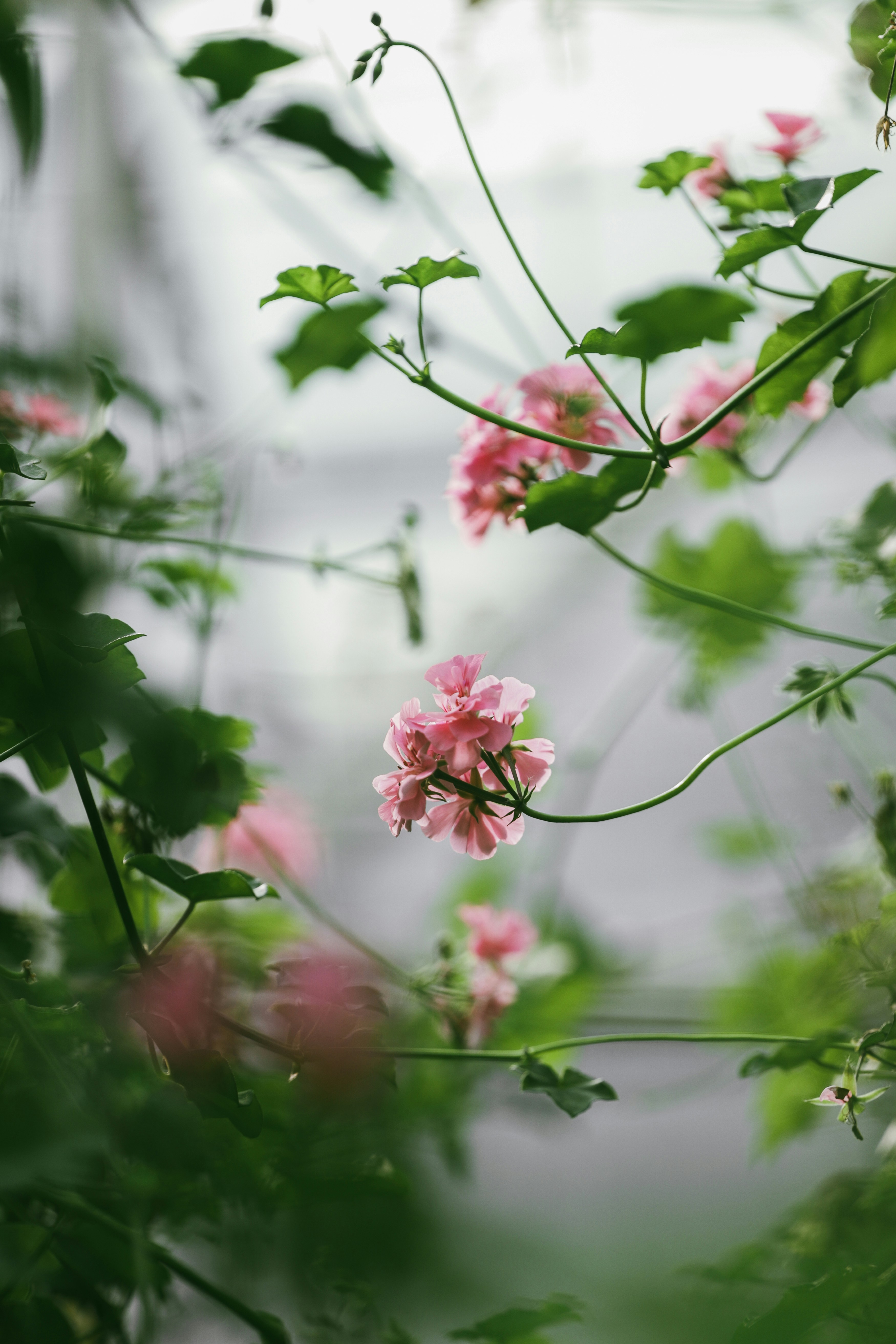 Delicate pink flowers bloom amidst lush green leaves.