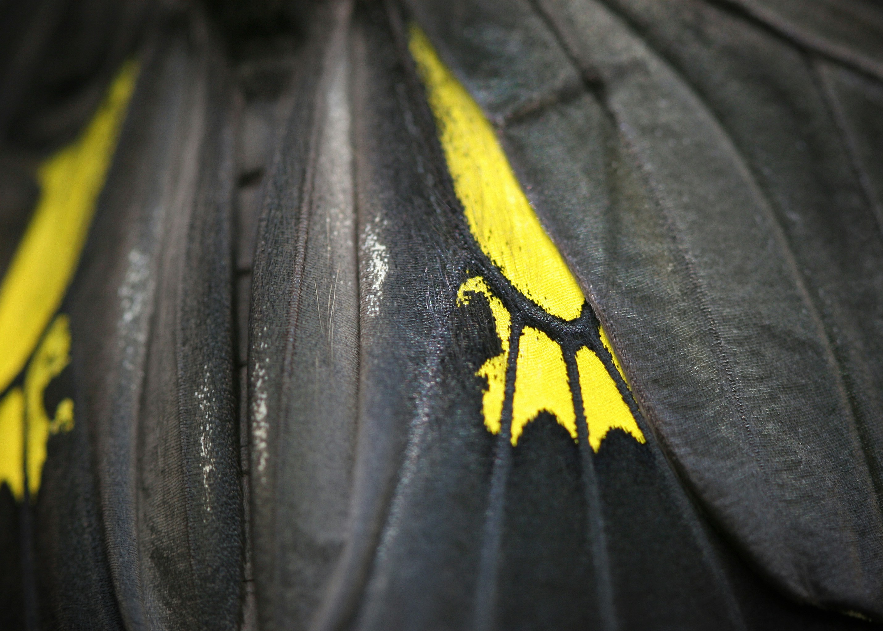 Close-up of black butterfly wing with yellow markings