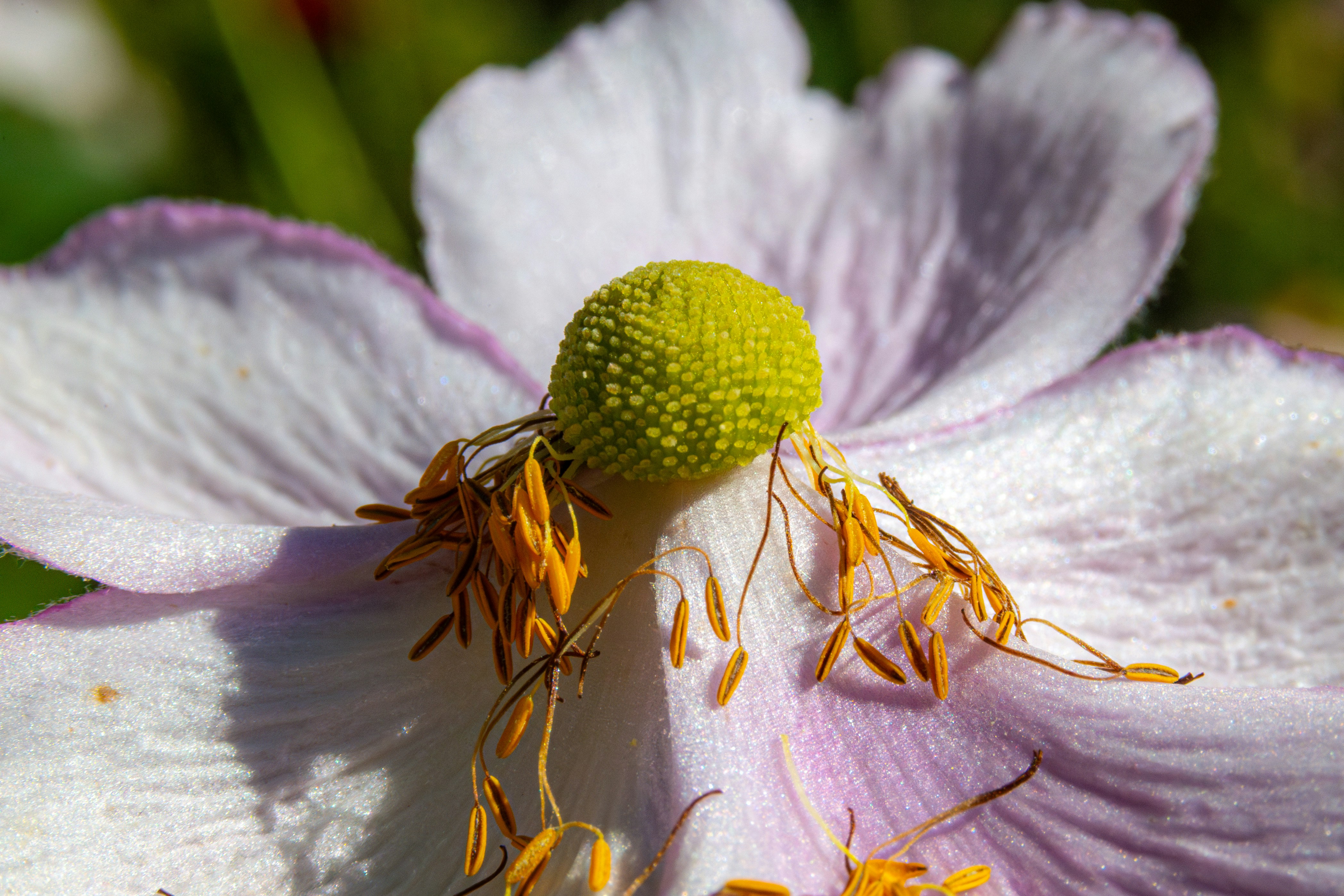 Close-up of a delicate pink and white flower center.