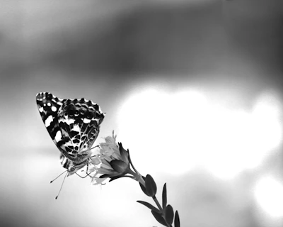 Black and white butterfly on a flower