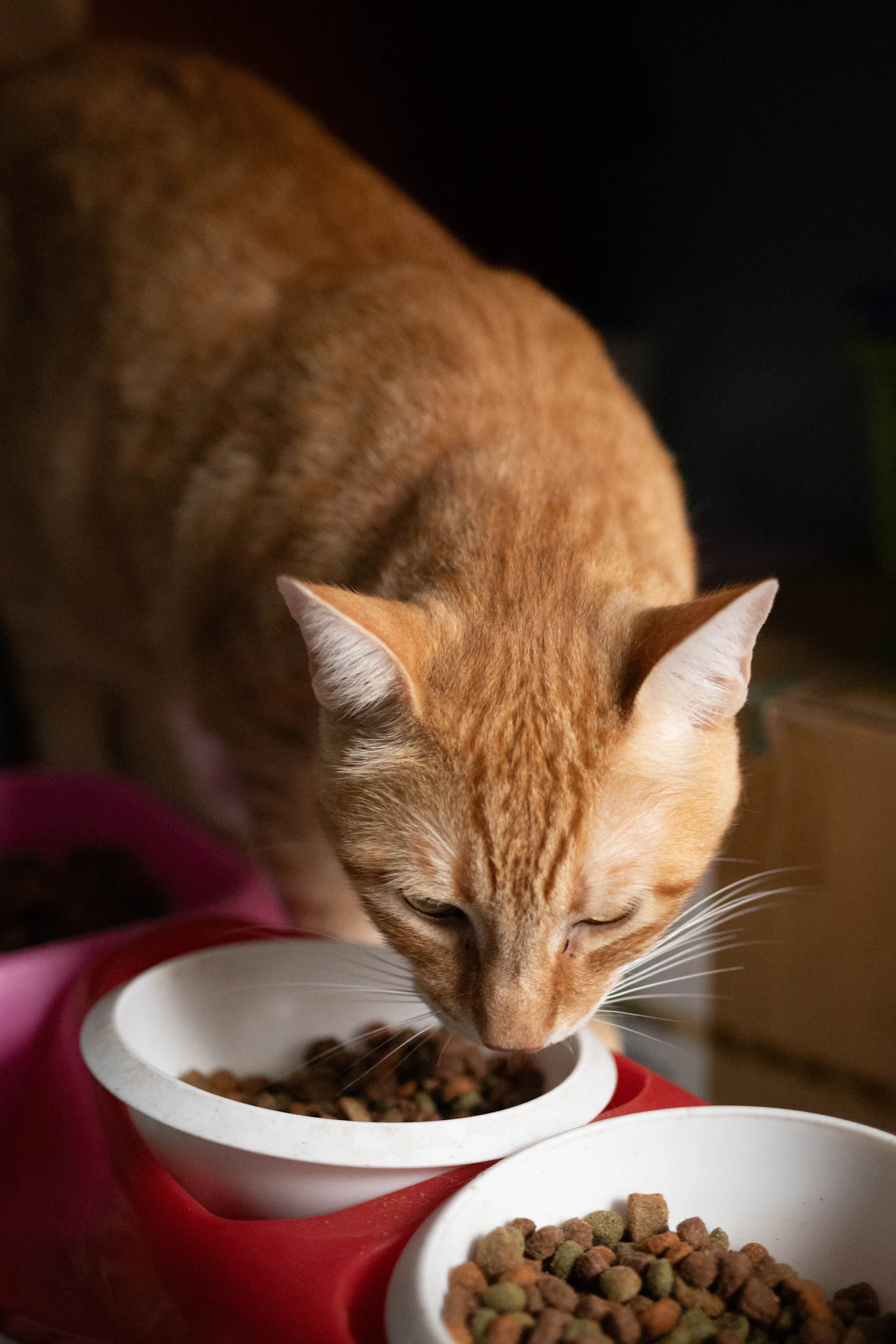 白い器のフードを食べるオレンジ色の猫