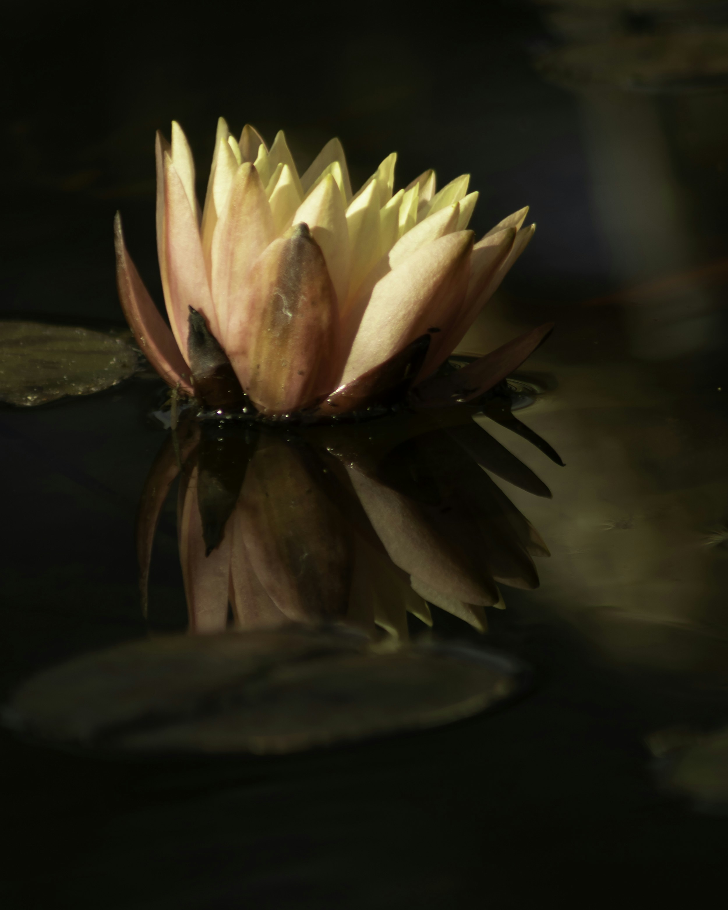 Photo by annaflowers24