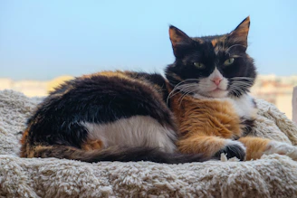 A calico cat rests on a fluffy blanket.