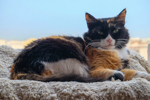 A calico cat rests on a fluffy blanket.