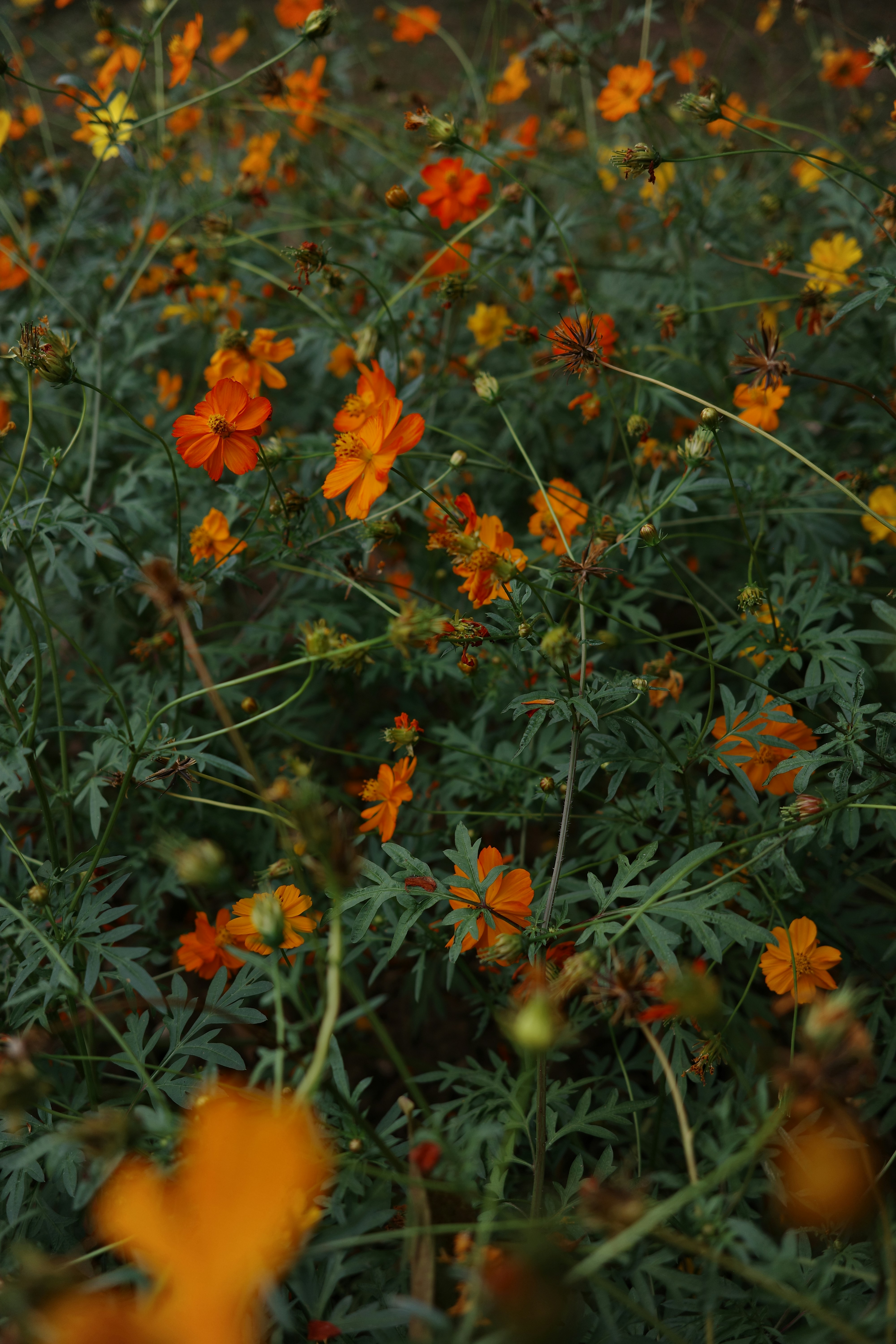Field of vibrant orange cosmos flowers blooming.