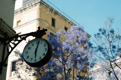 Street clock with blooming jacaranda tree