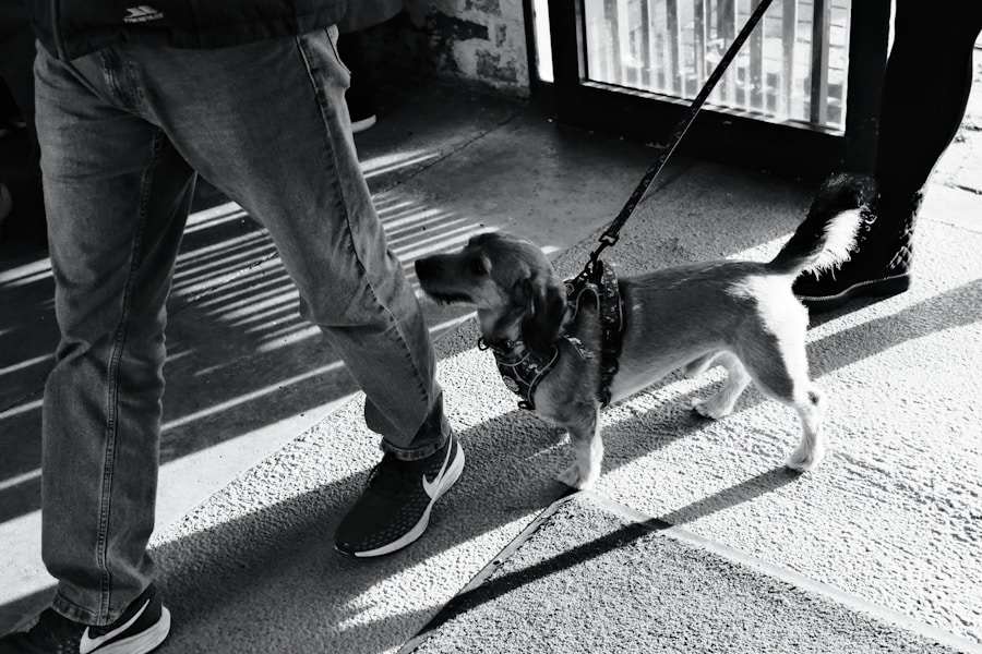 Dangerous Dogs Act UK: What Every Owner Needs to Know