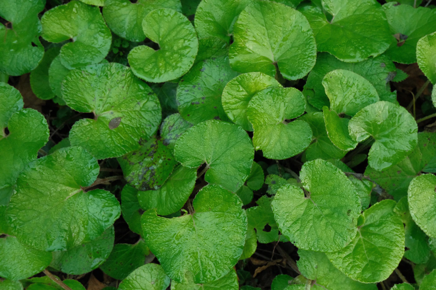 "Micro Serum": an undefined name paired with a very clearly defined 44% centella concentration