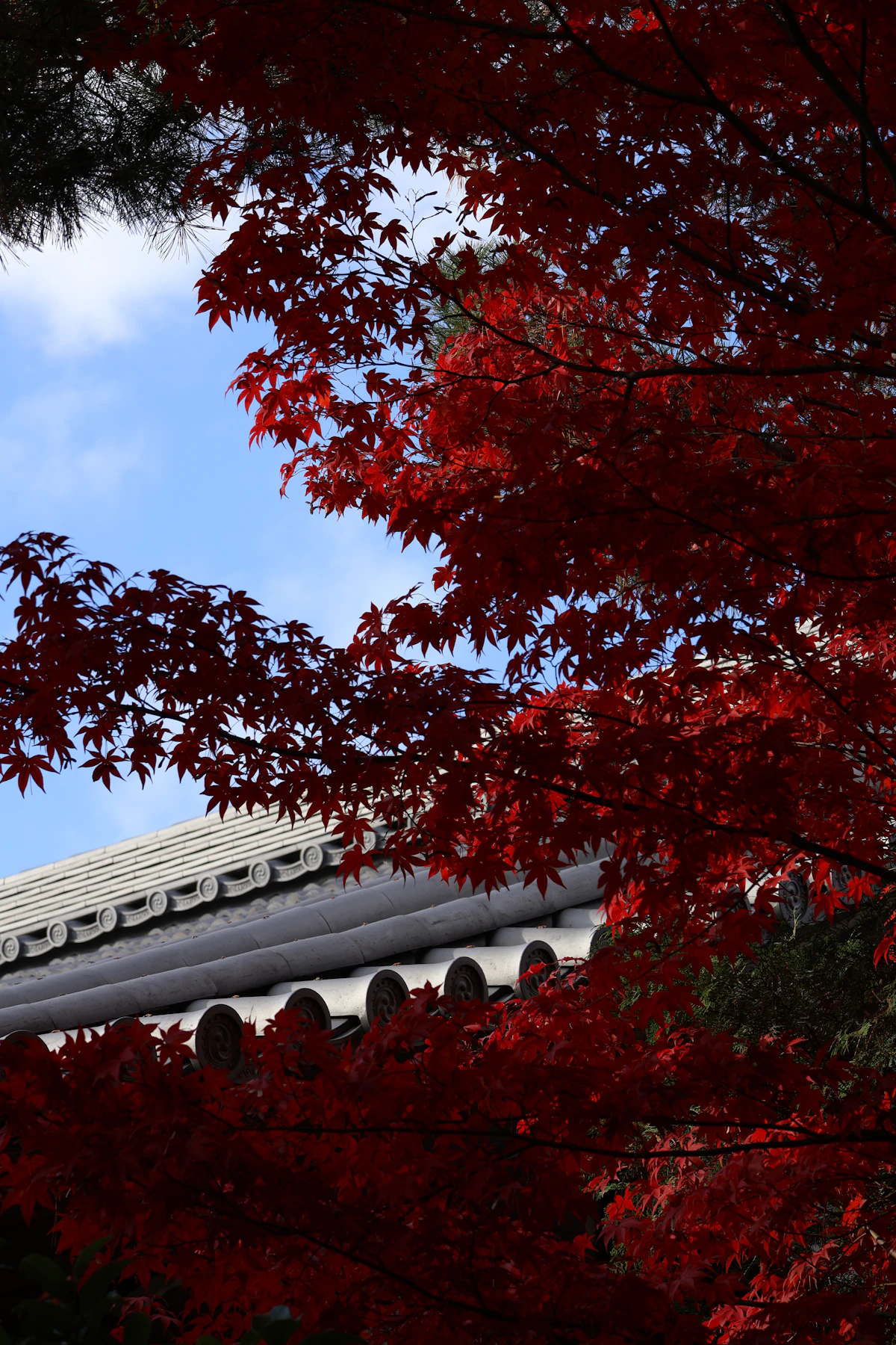 Kyoto autumn maple leaves red orange temple reflection